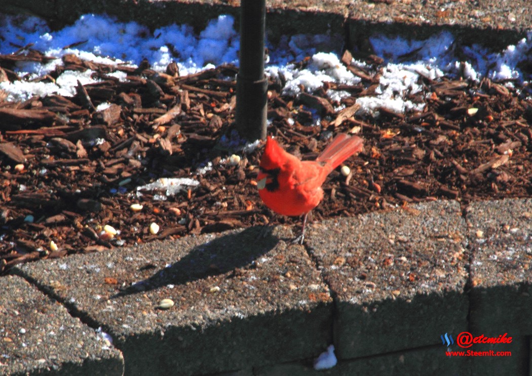 Northern Cardinal PFW02_0110.JPG