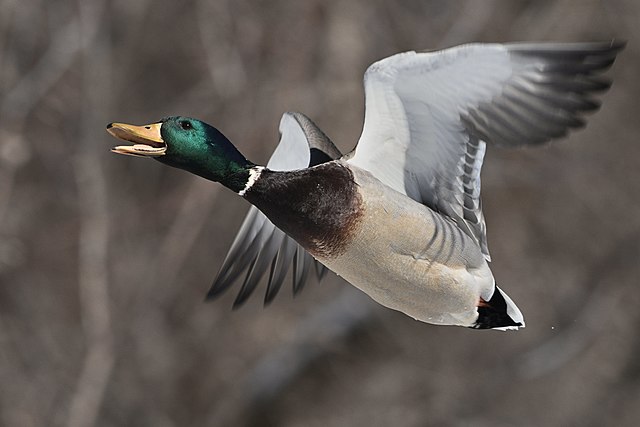640px-Flying_duck.BDT_6002.jpg