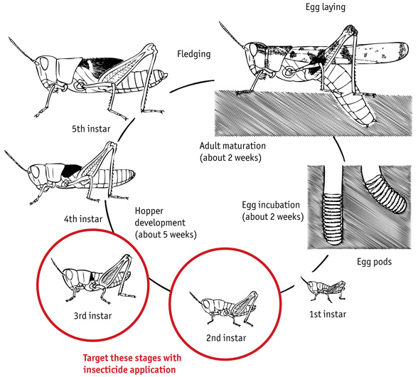 Locust Life Cycle