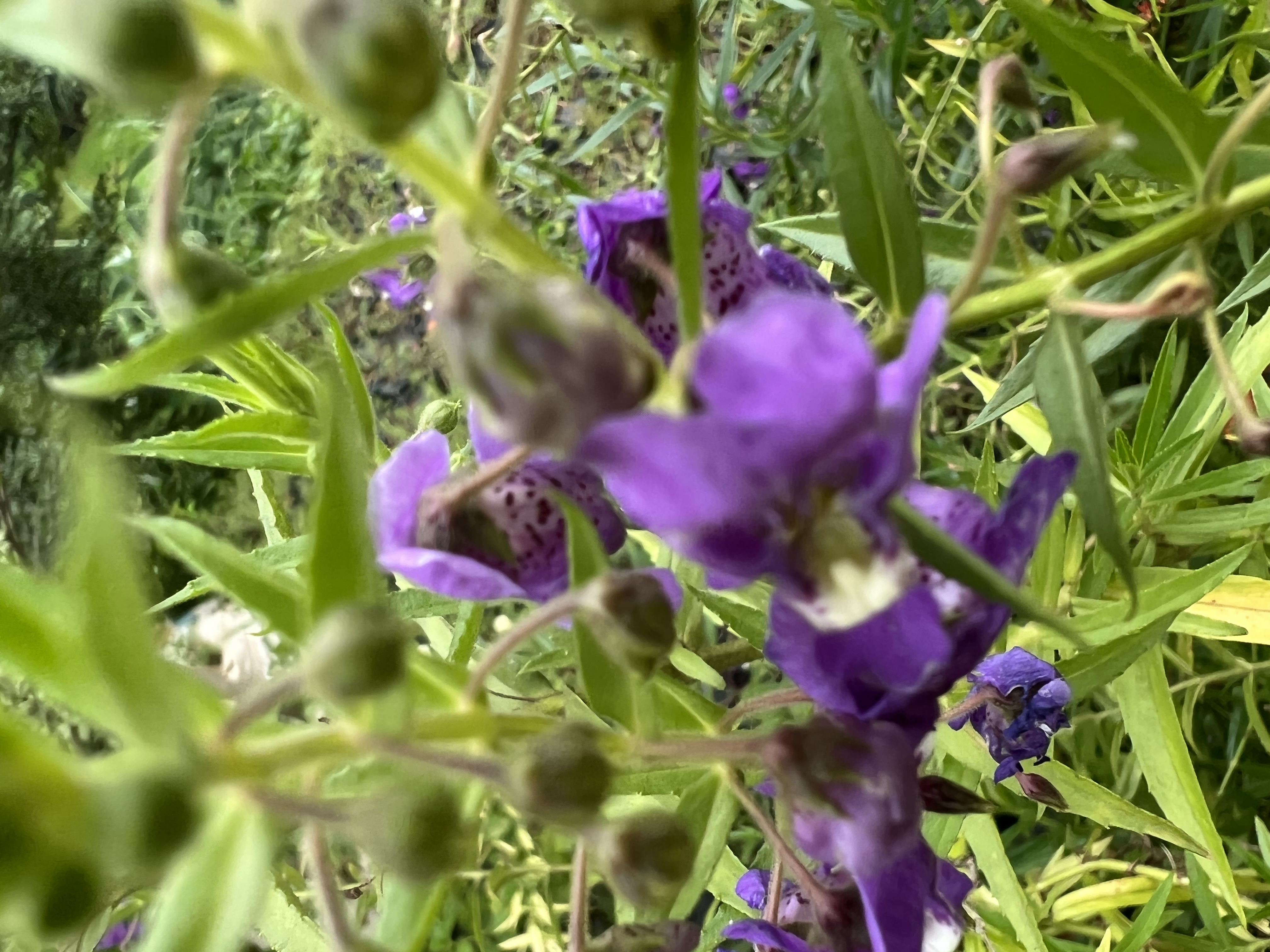IMG_7073.jpeg