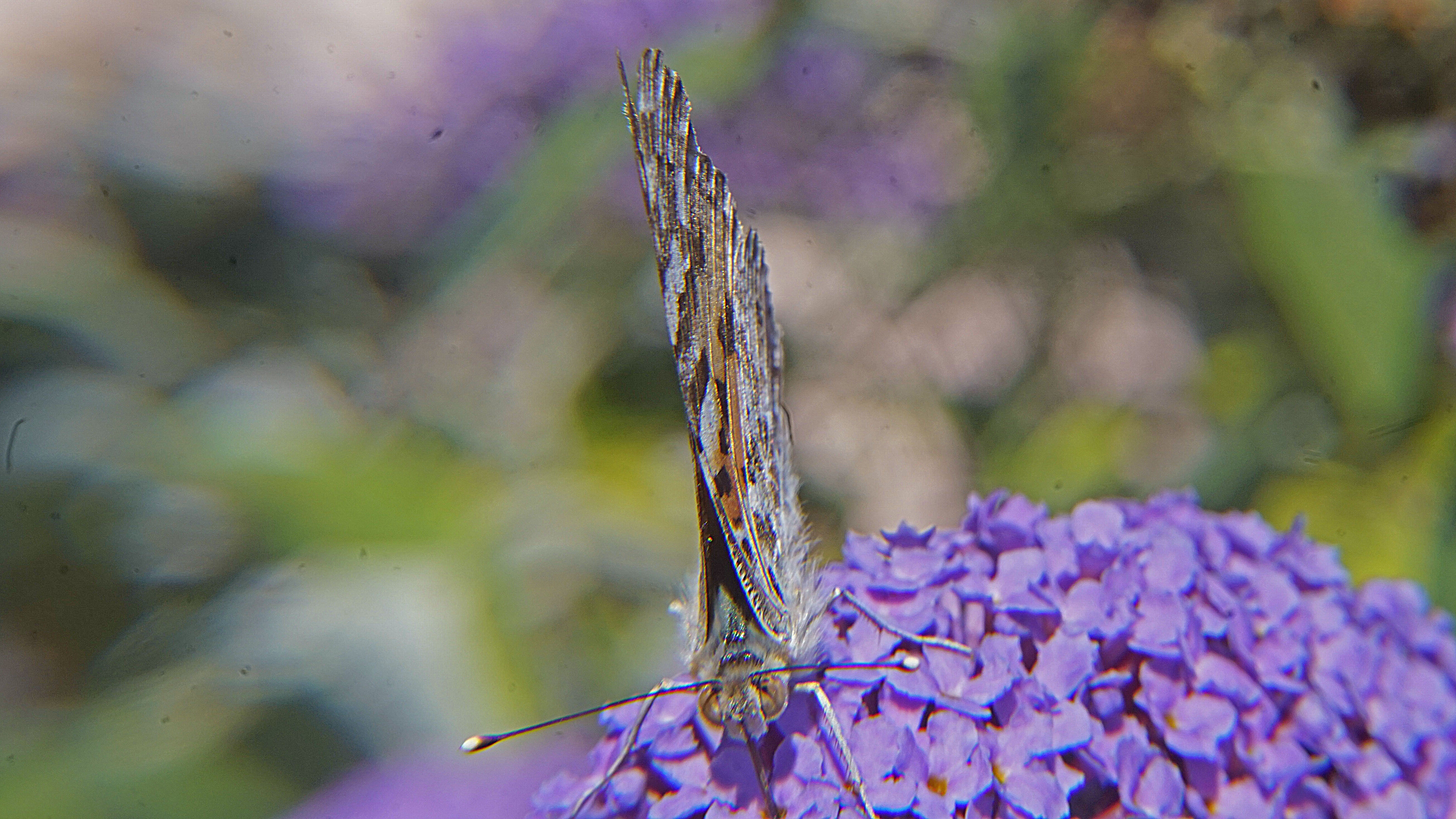 _DSC9911.jpg