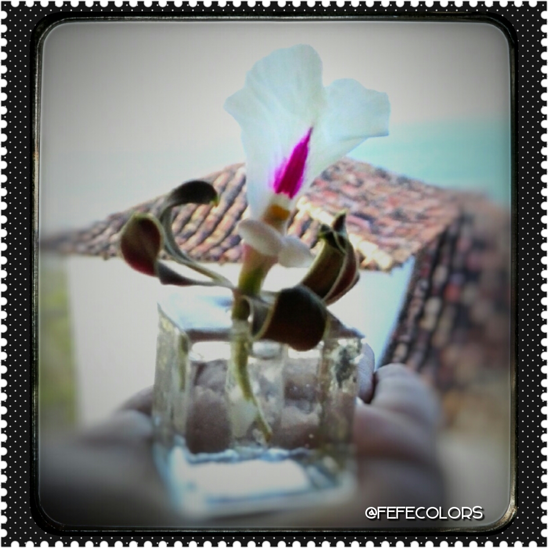 Orquidea 0.jpg
