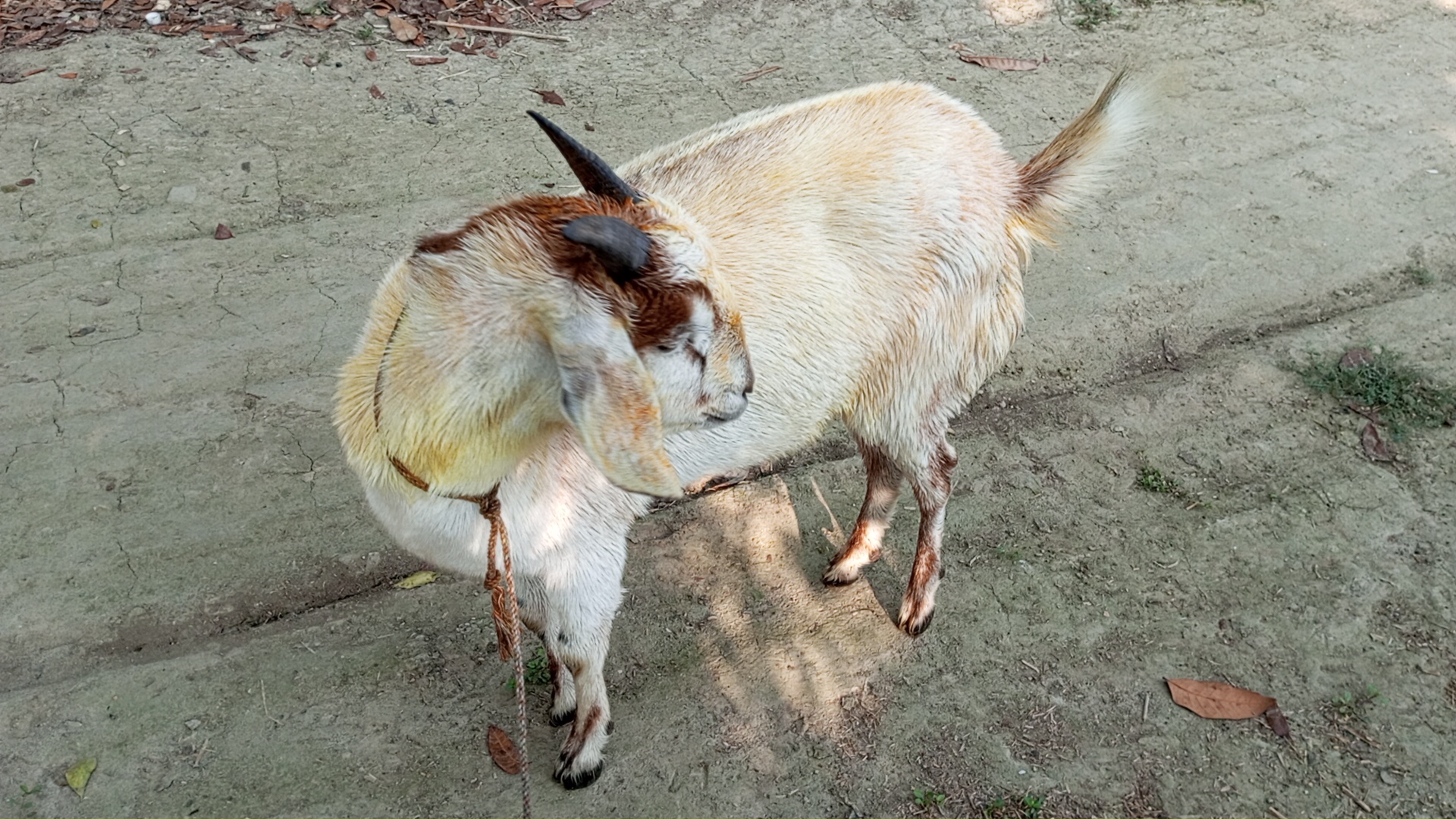IMG_20240307_081837_9.jpg