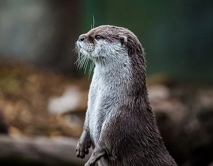 otter-7868090__340.webp