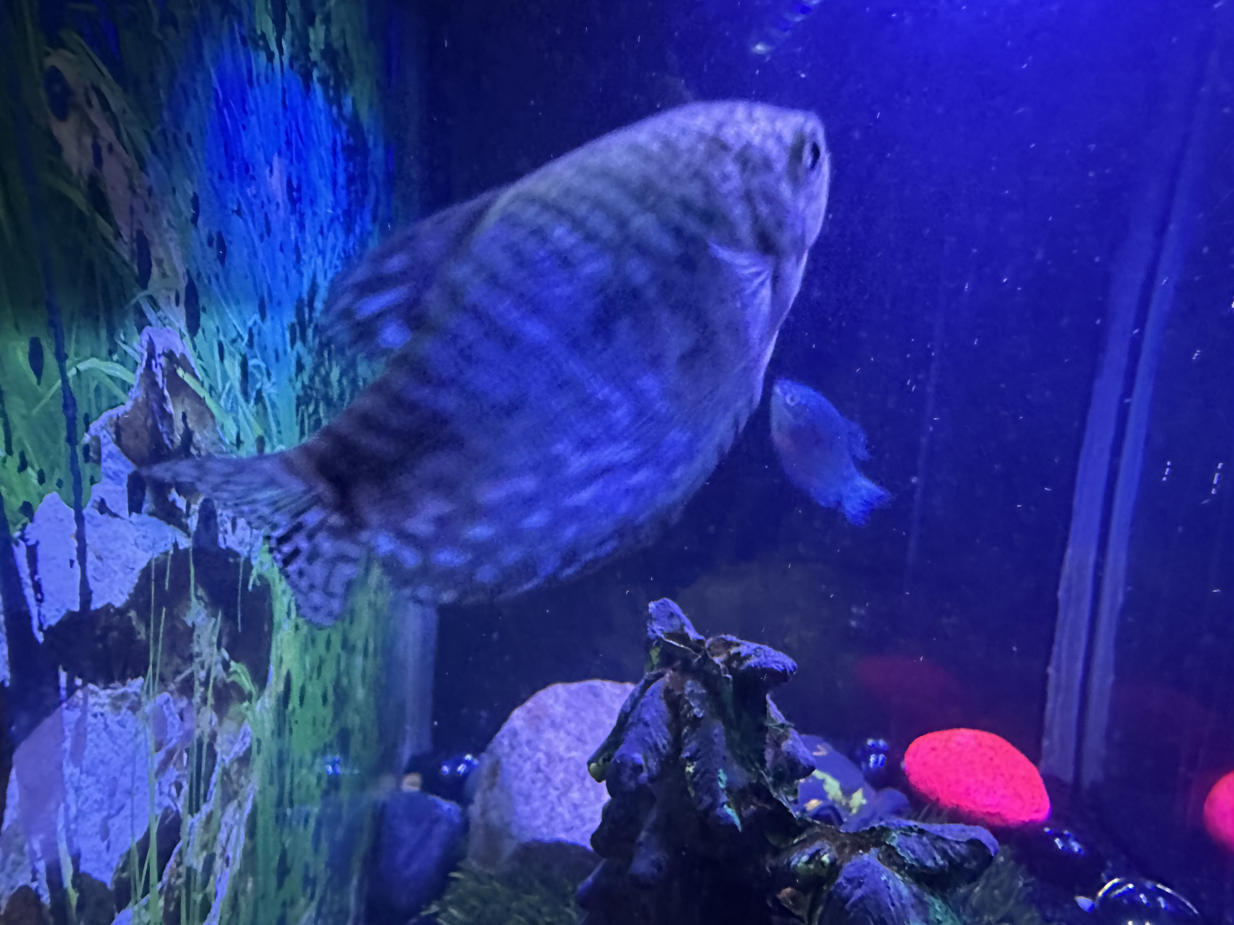 IMG_1137.jpeg