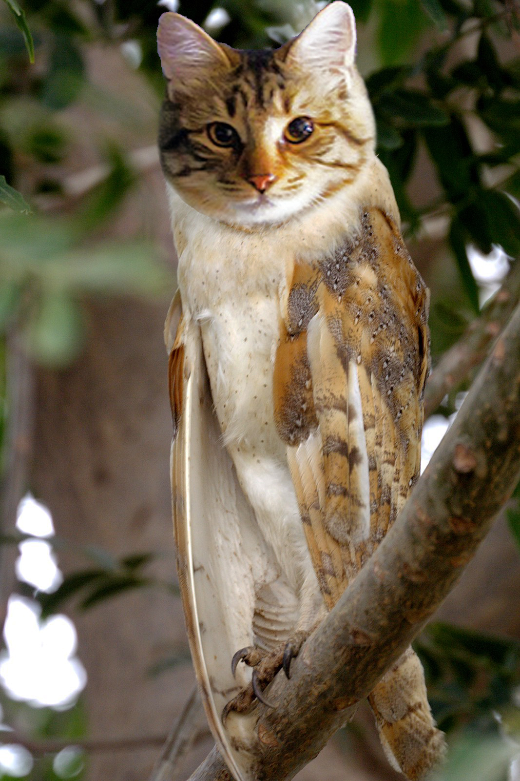 GATO-BUHO.jpg