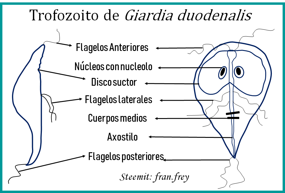 giardia quiste morfologia giardia quiste morfologia