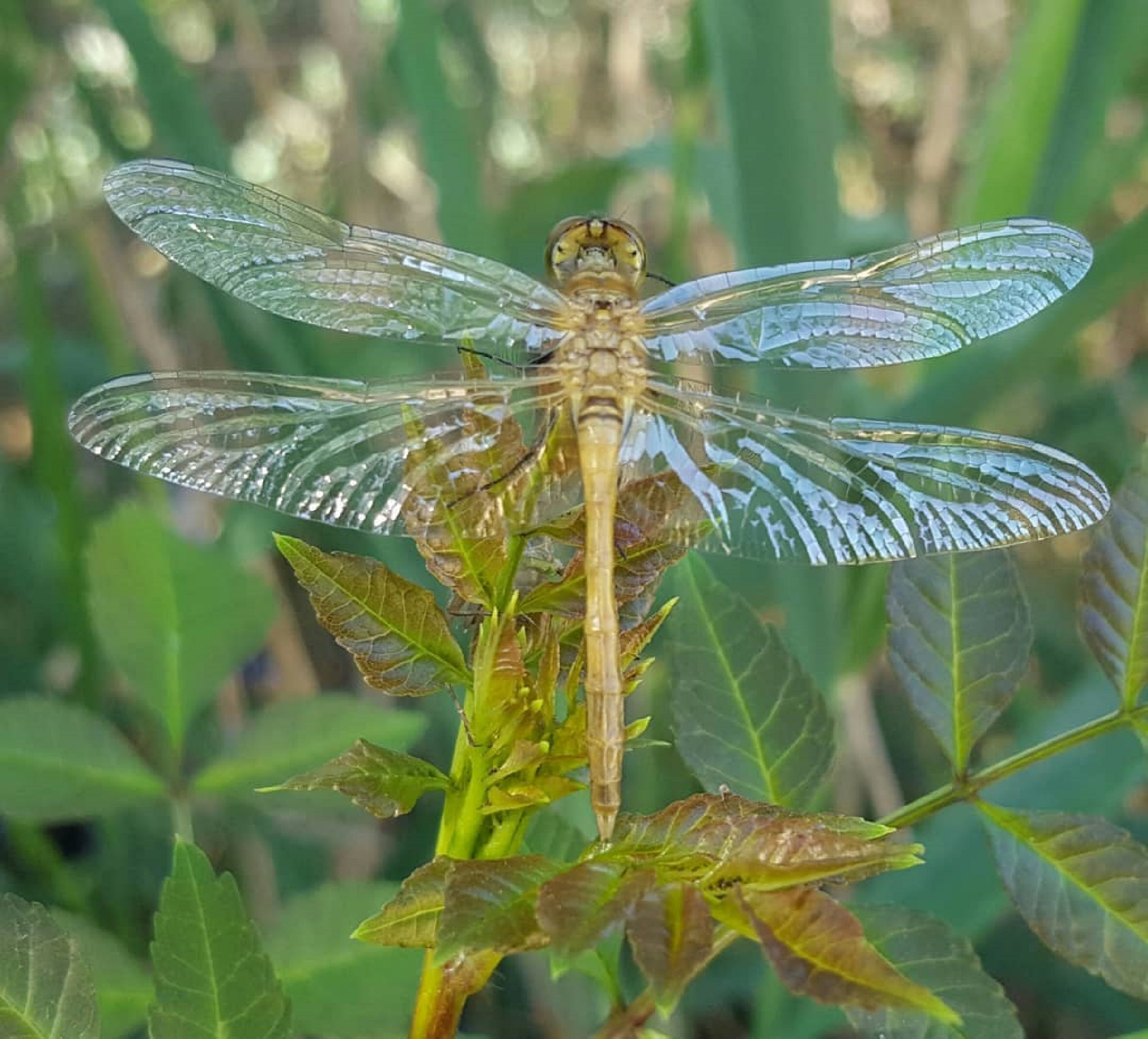 Dragonfly.jpg
