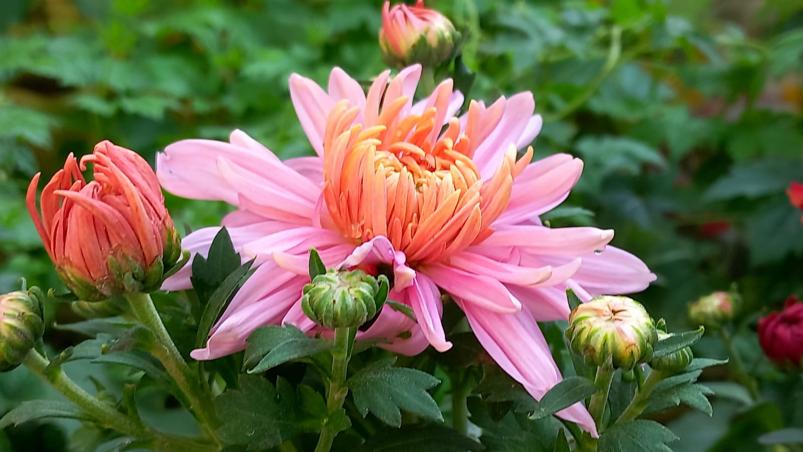 Photography of another type of chrysanthemum flower.