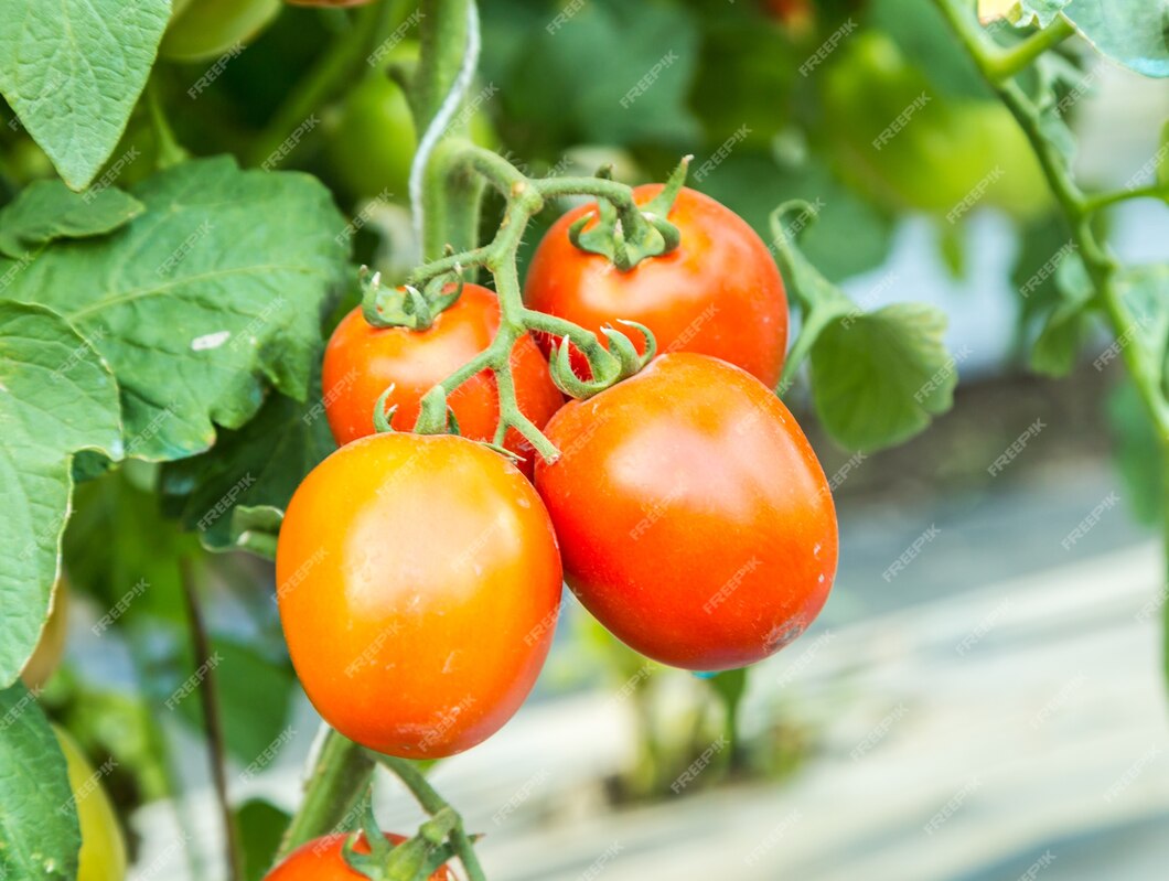 ripe-red-tomato-growing-branch-field_4043-479.jpg