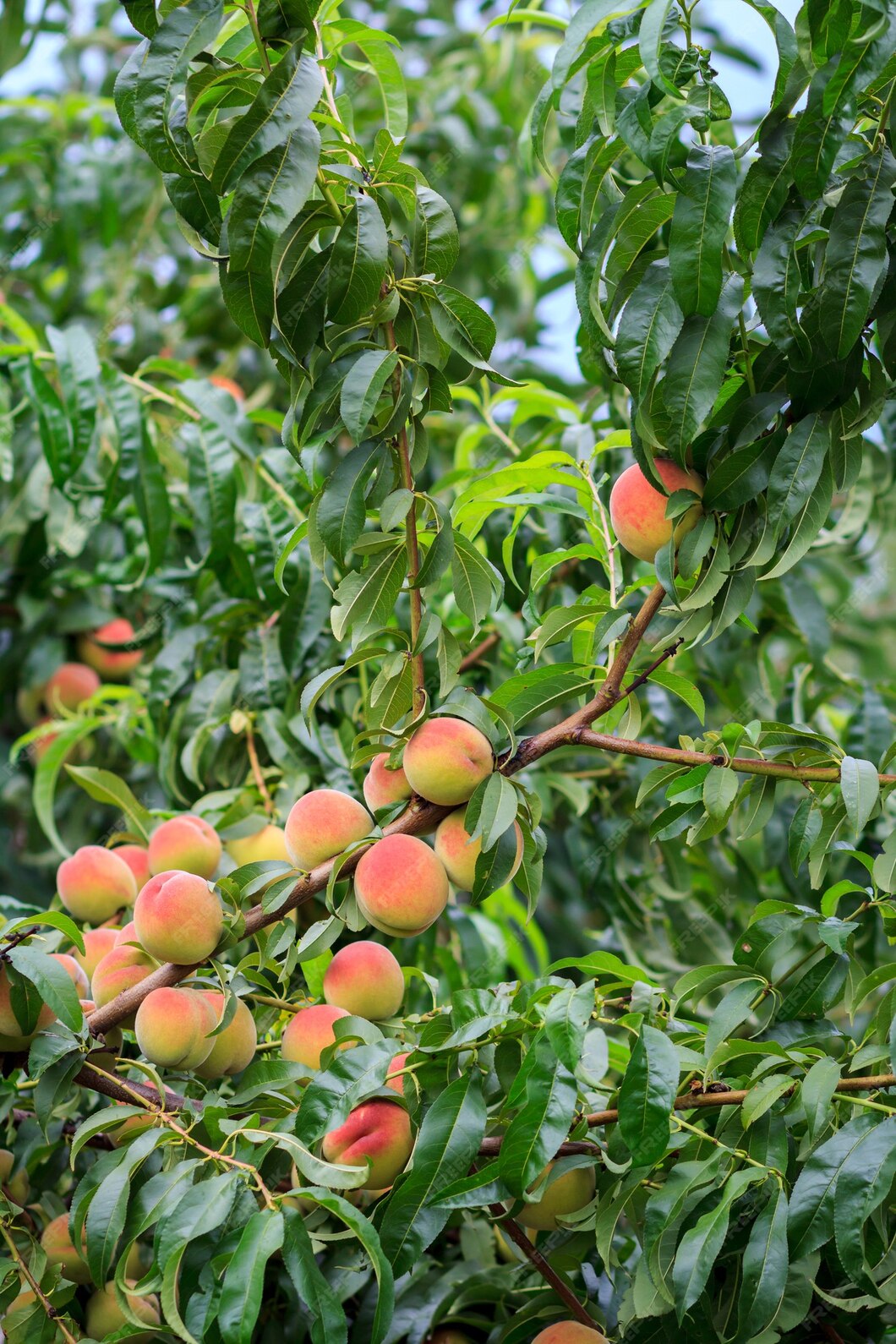 mellow-peaches-hanging-tree-orchard_393202-5323.jpg