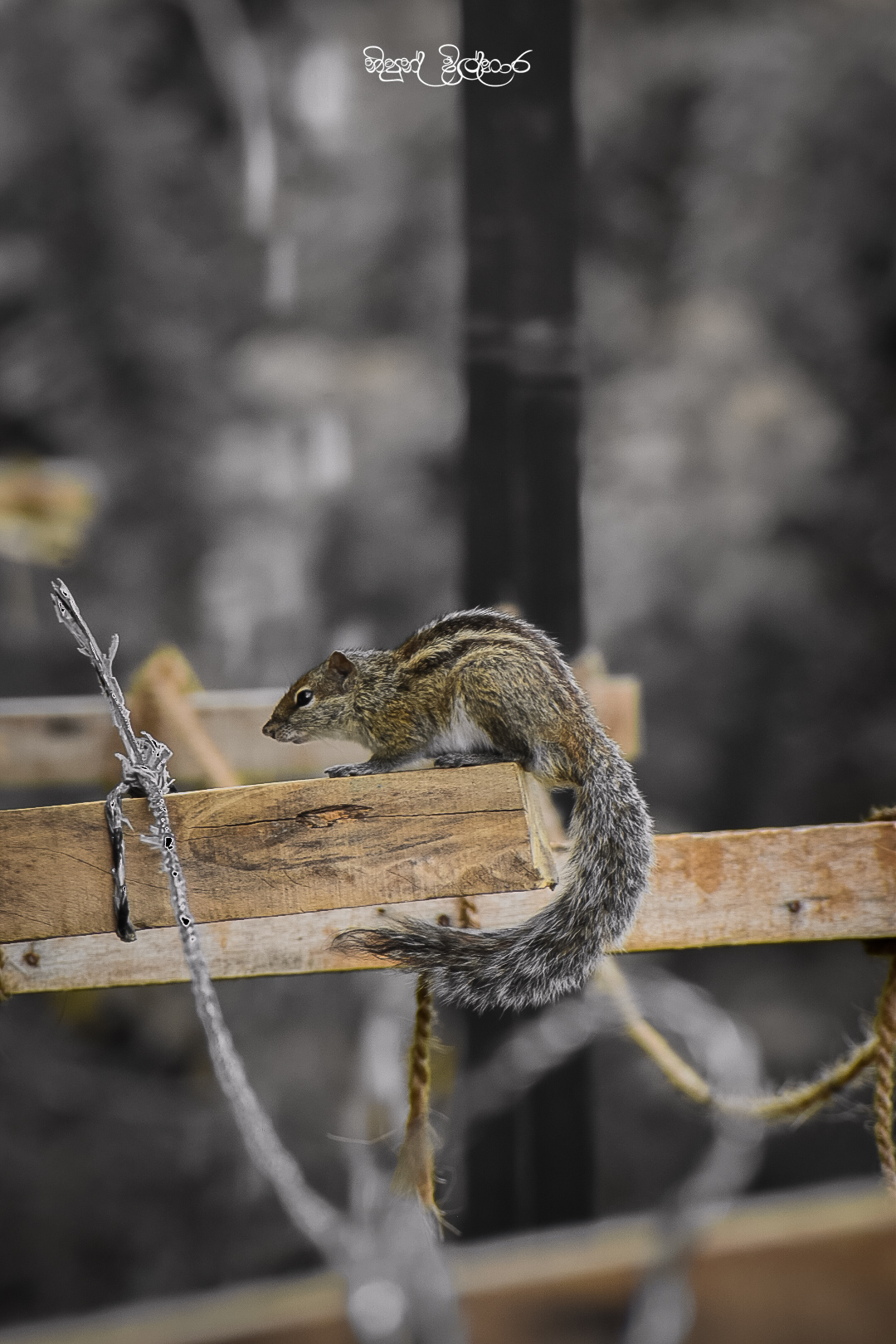 DSC_0033.jpg
