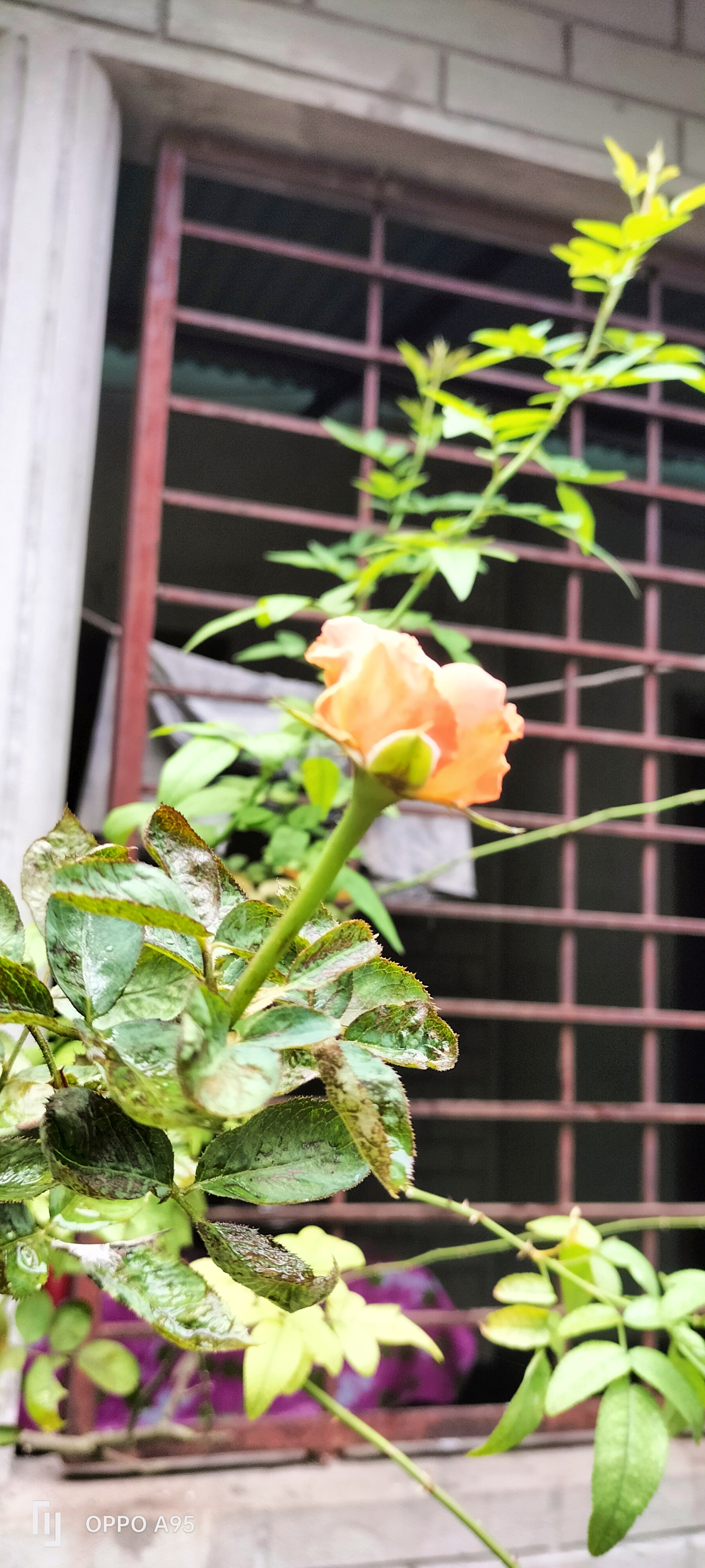 IMG_20240208_220956.jpg
