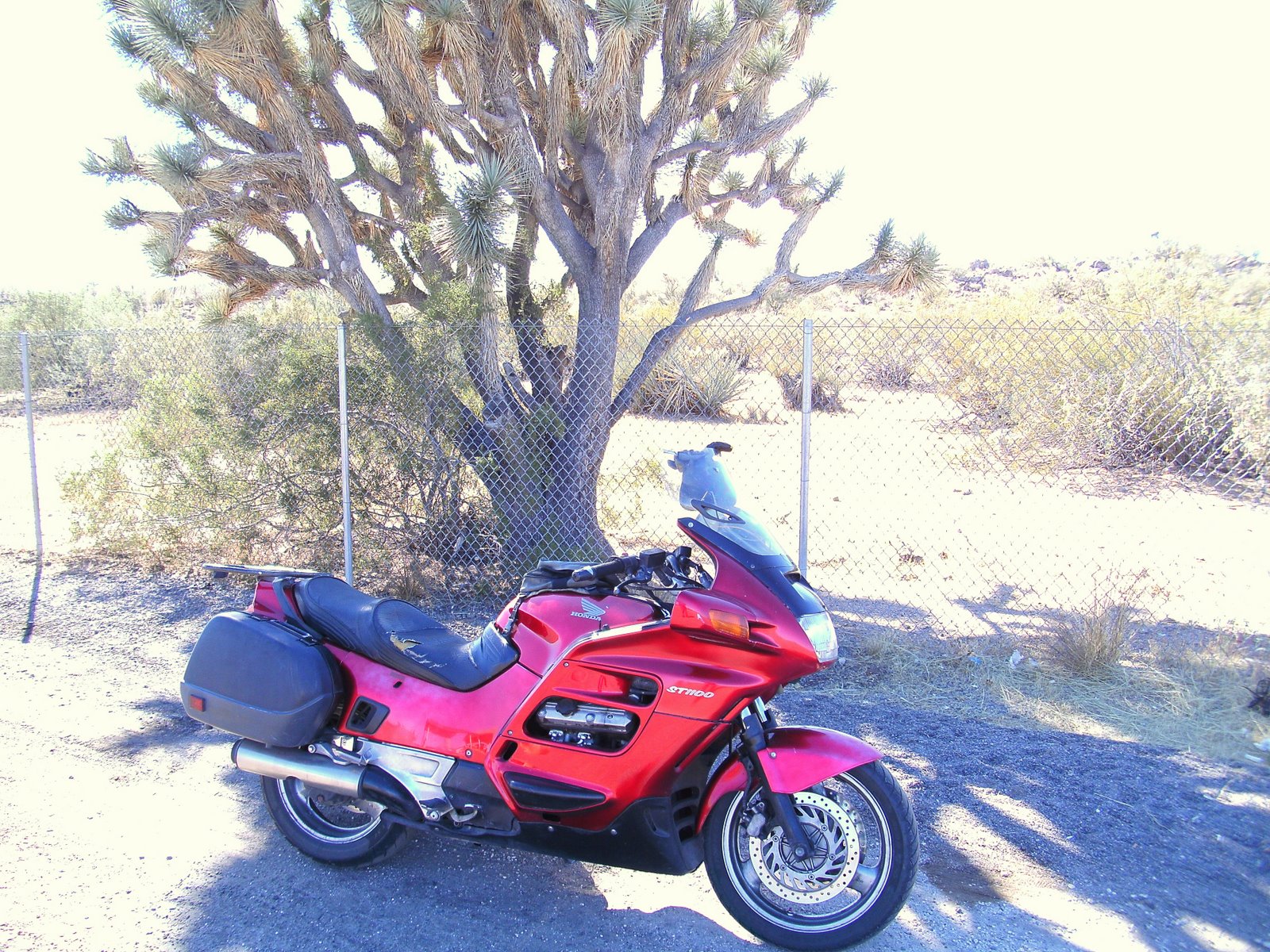 ST Joshua Tree.JPG