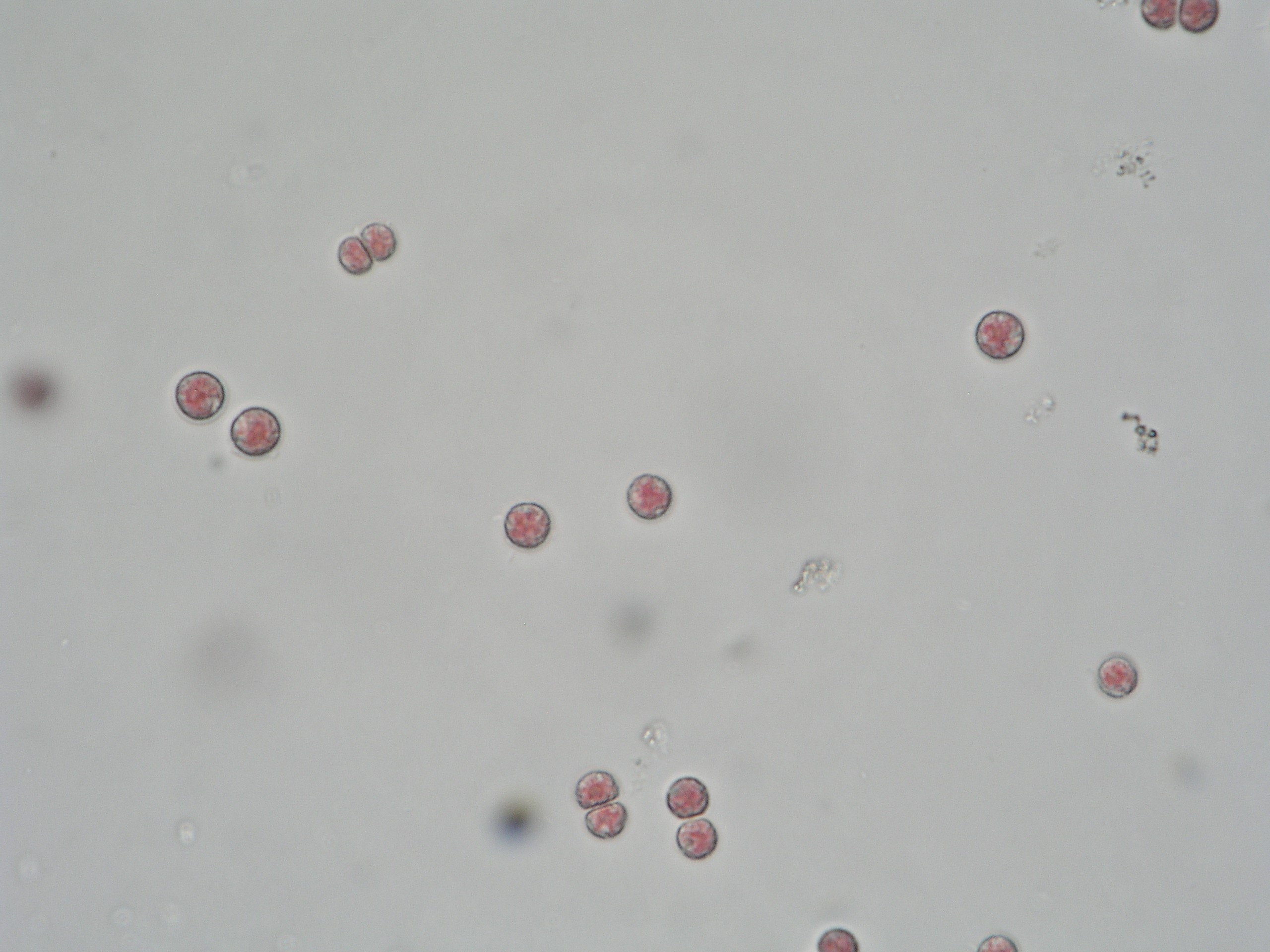 Porphyridium cruentum.jpg