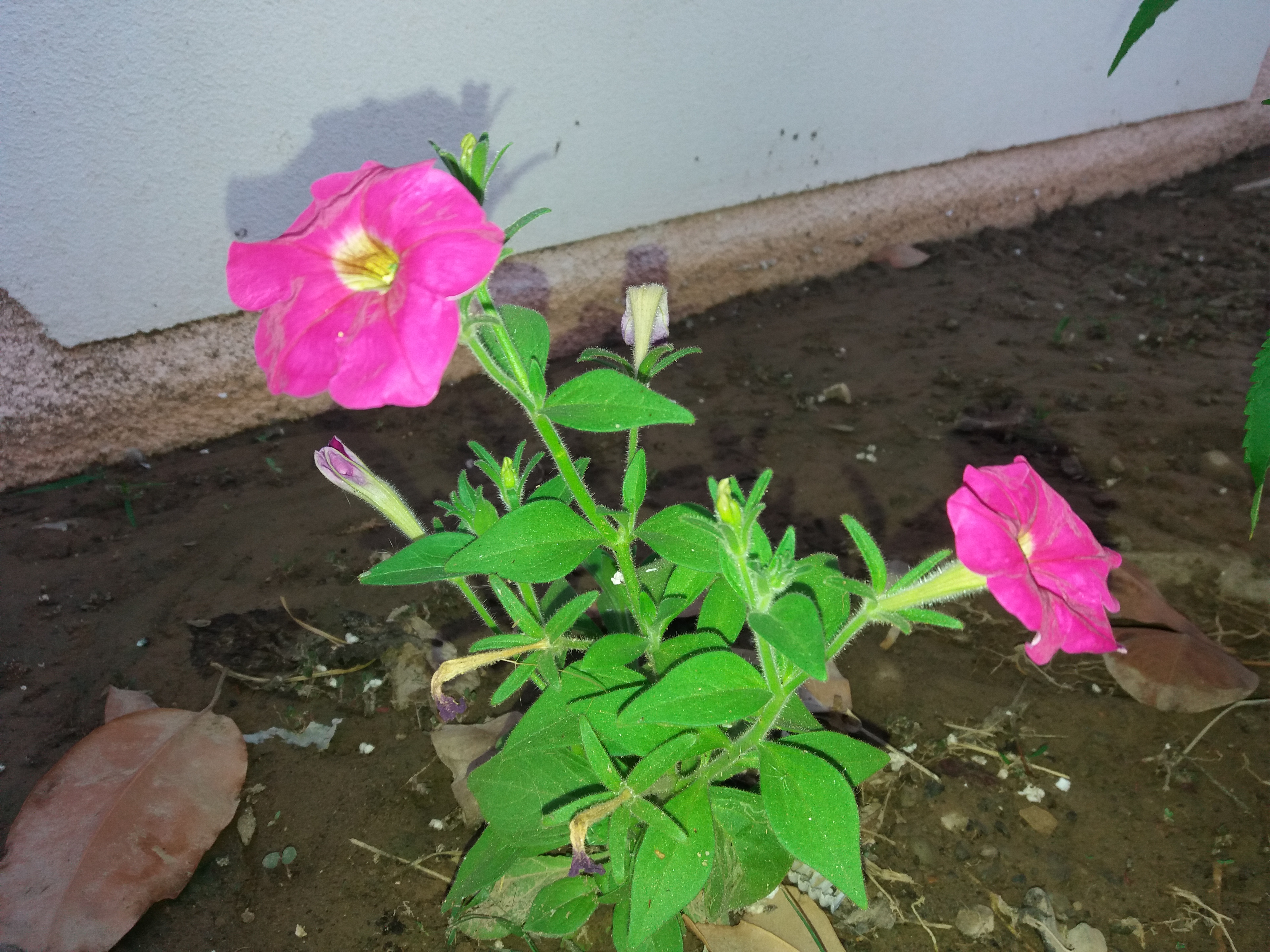 Garden flower photography