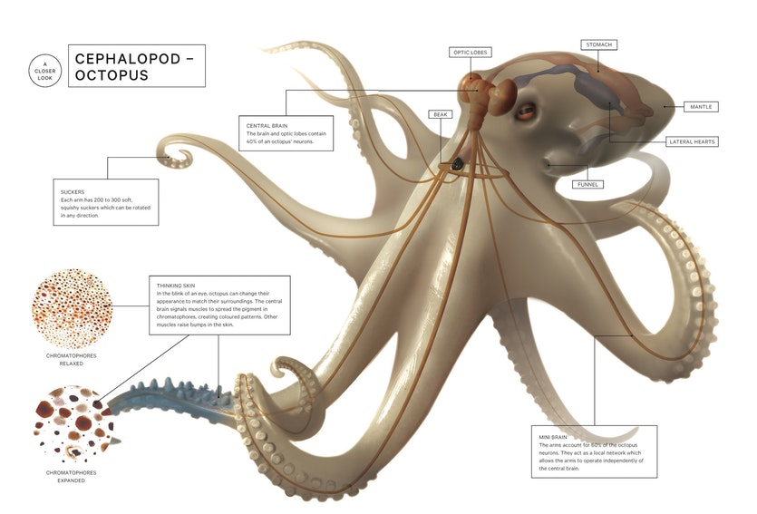 C80_030_octopus_5.jpg
