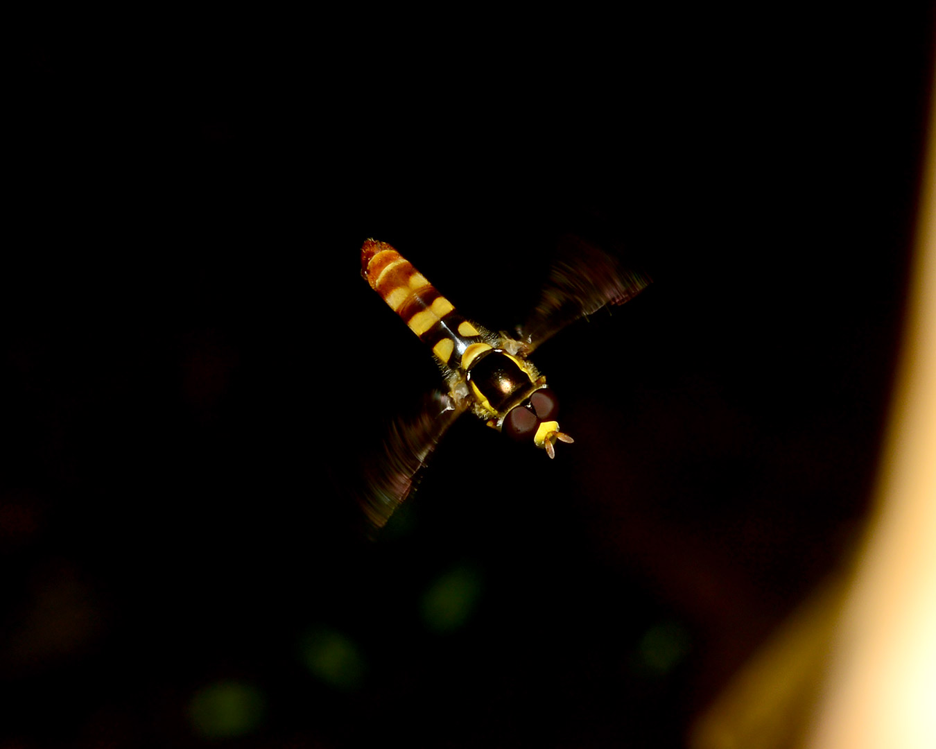 DSC_9336.jpg