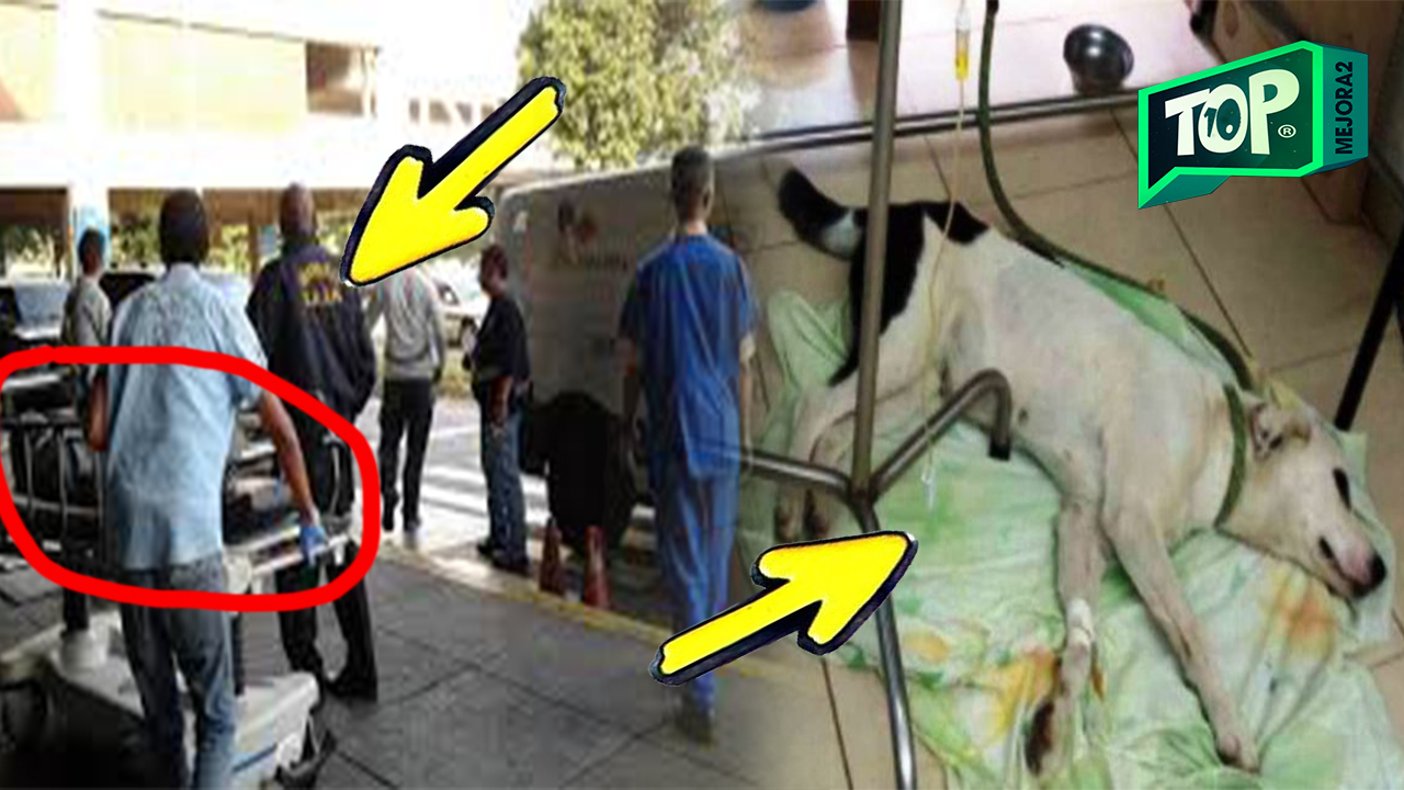 perro es abandonado en el aeropuerto de bucaramanga.jpg