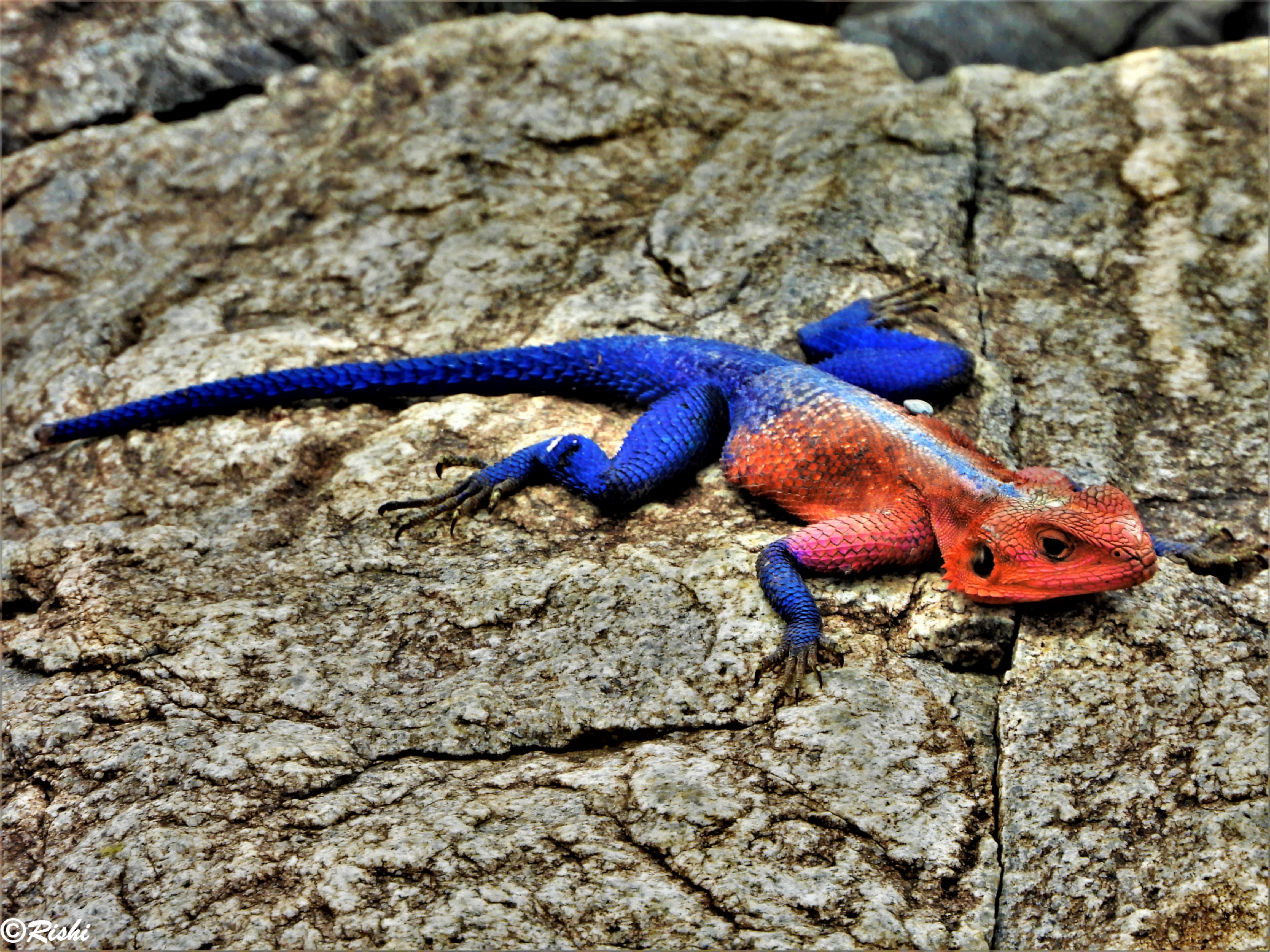 DSCN4648sgekko.jpg