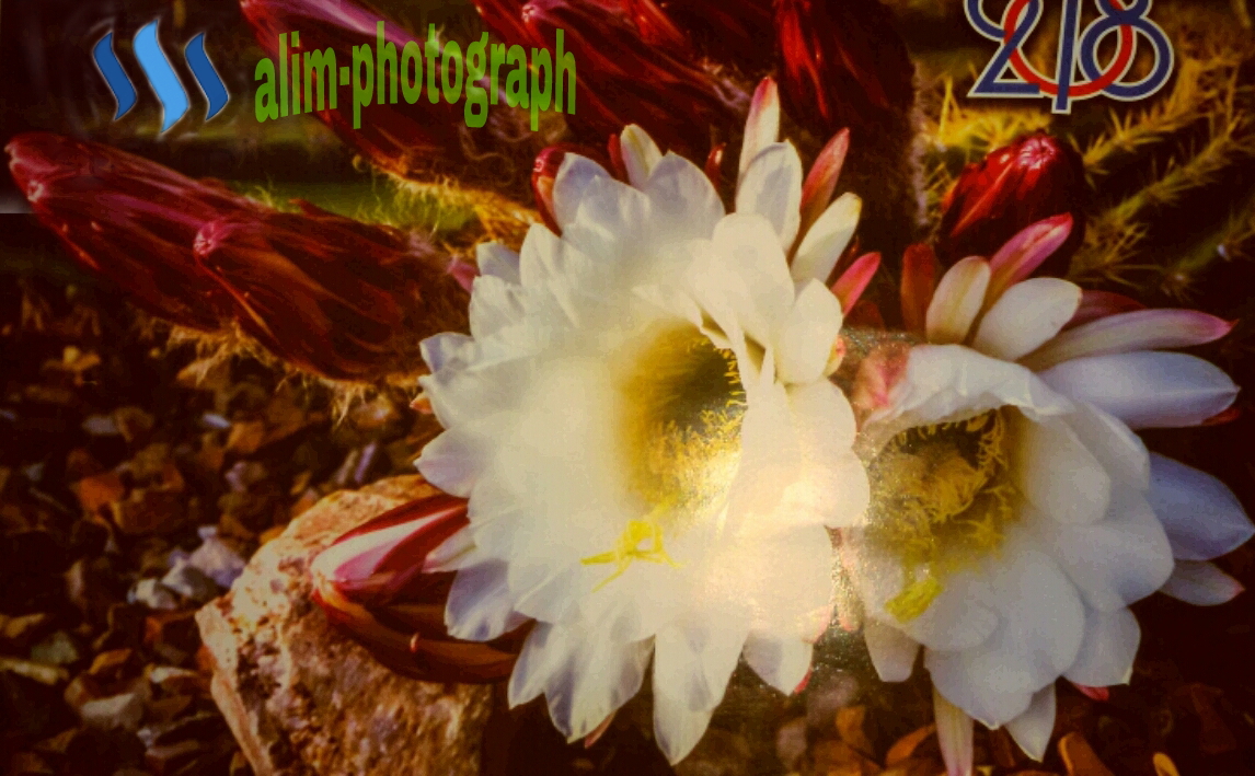PicsArt_05-26-09.38.50.png