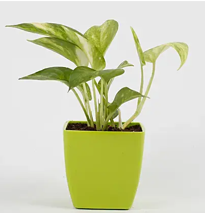 amazing-facts-you-should-know-about-money-plants.png