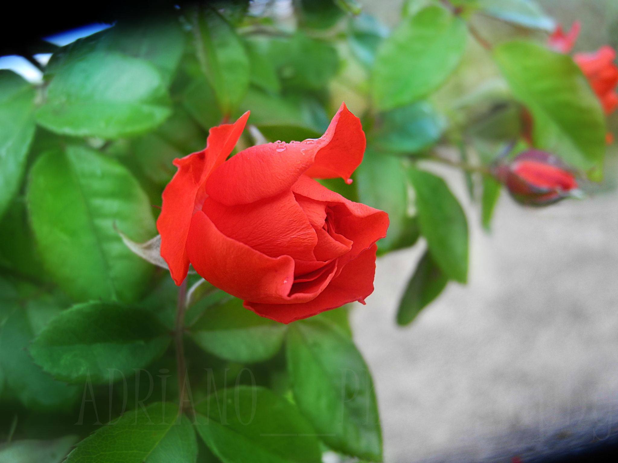 8BEEDC44-24E1-4F30-A54F-5D623E38B565.jpeg