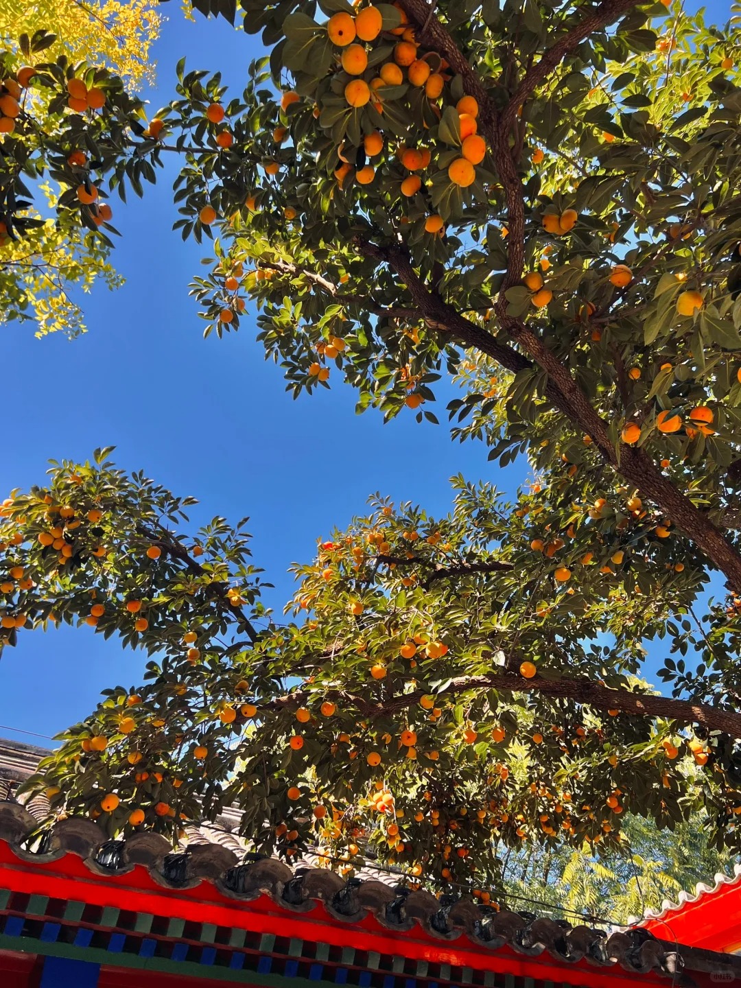10.10live图🍊北平之秋来了 (9).jpg