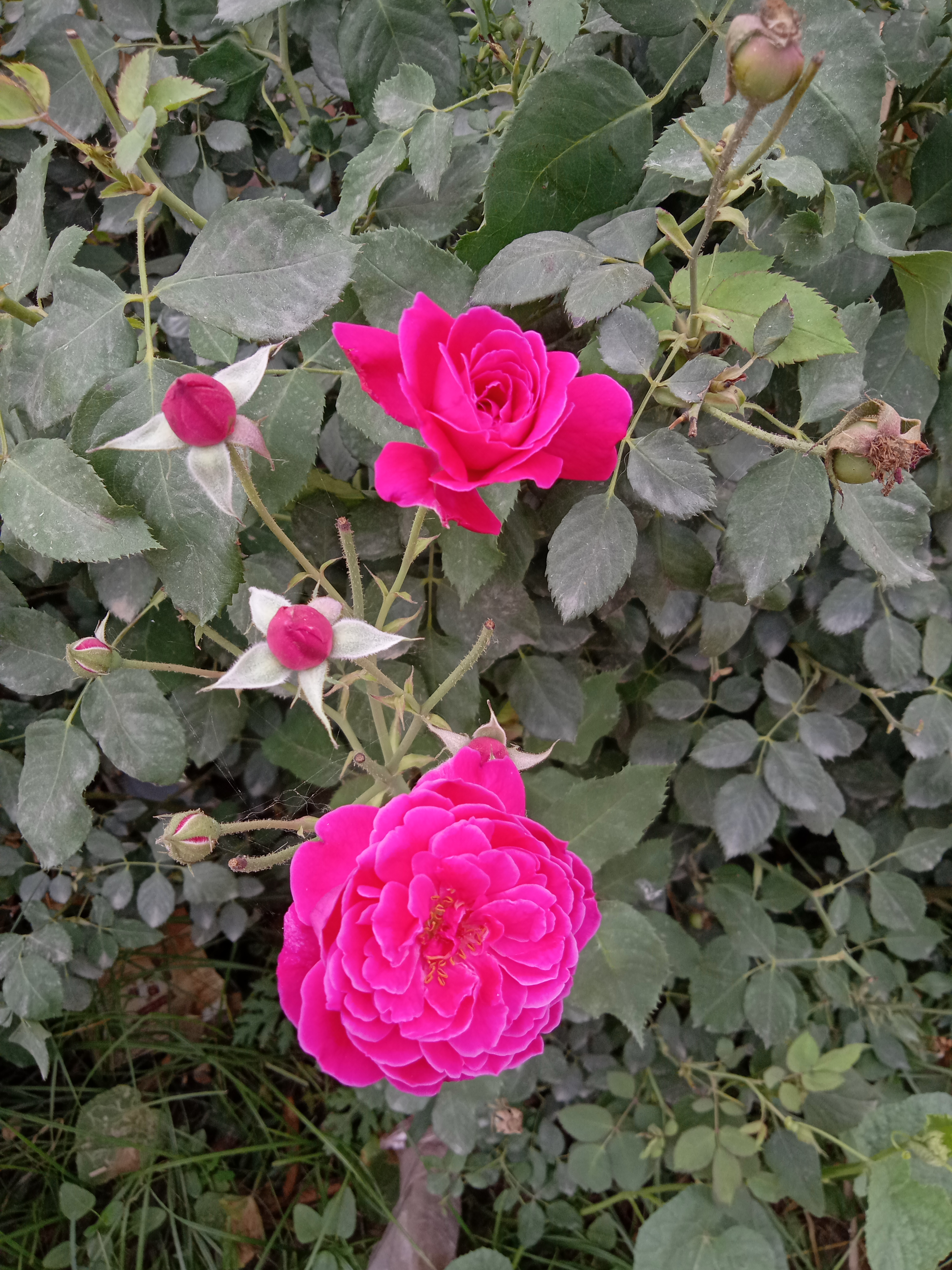IMG20210506094214.jpg