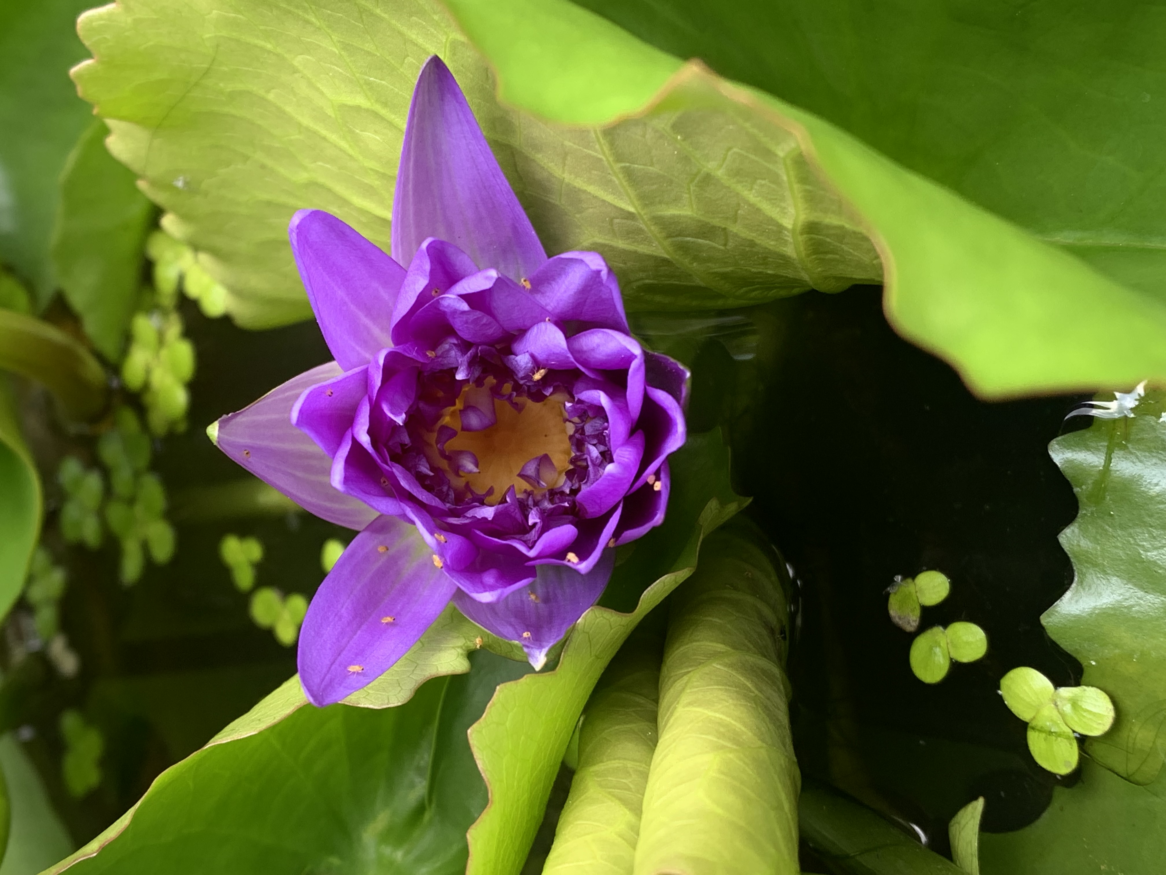 purple lotus13.jpg