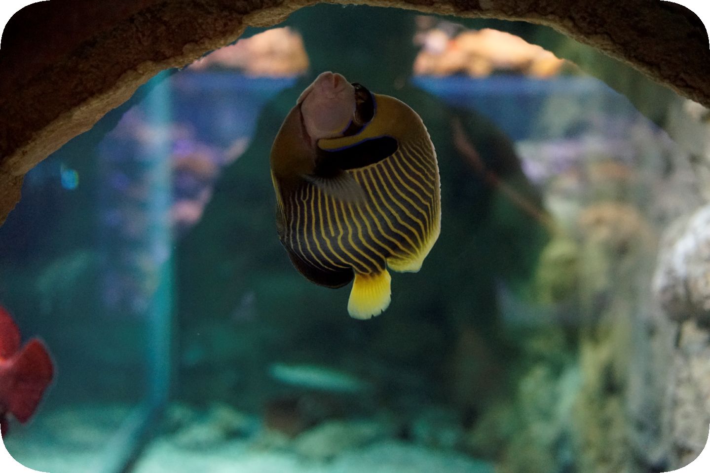 Oceanarium in St. Petersburg. Part 6\Ozeanarium in St. Petersburg. Teil 6