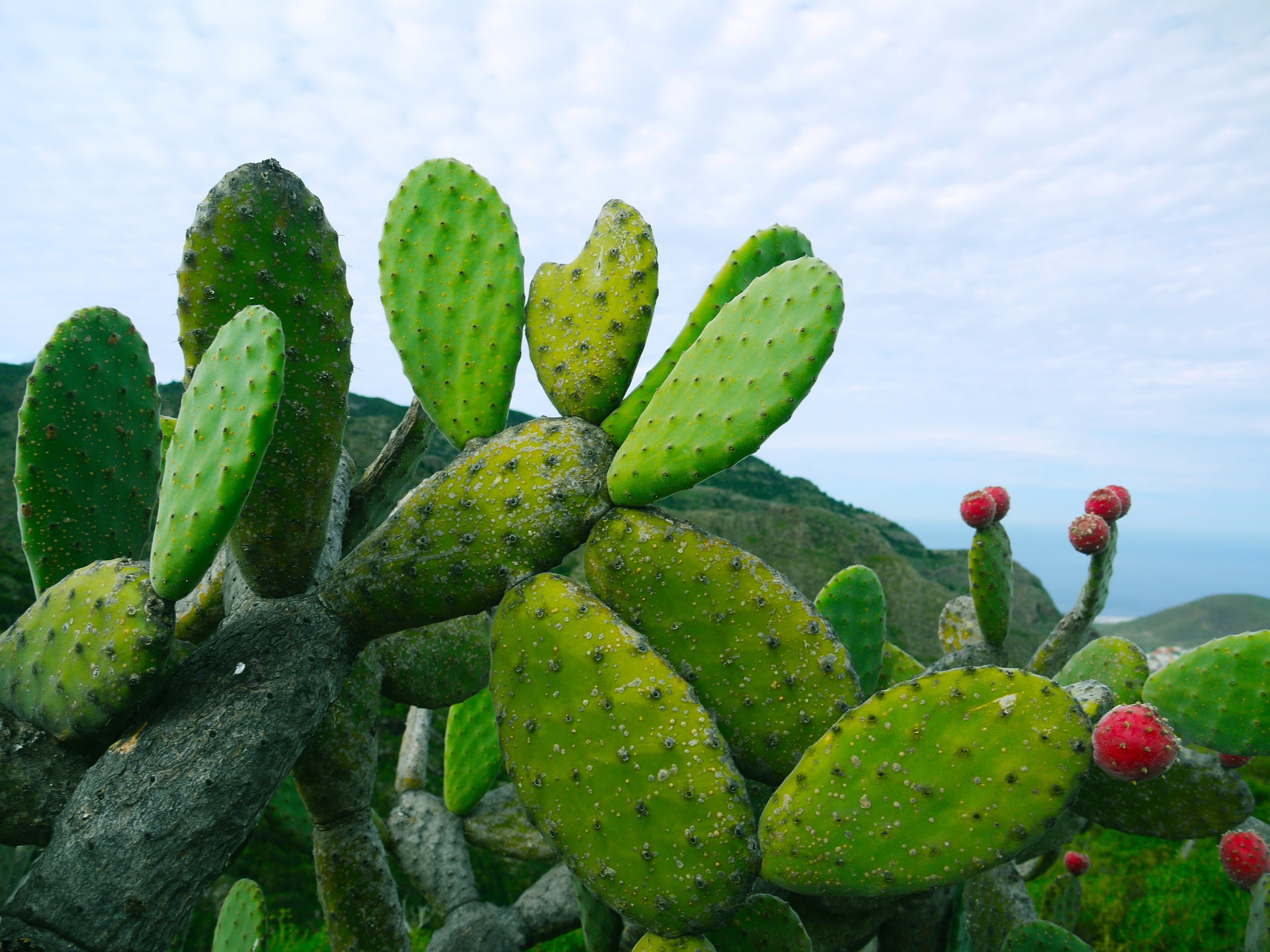 prickly-pear-1501307_1920.jpg