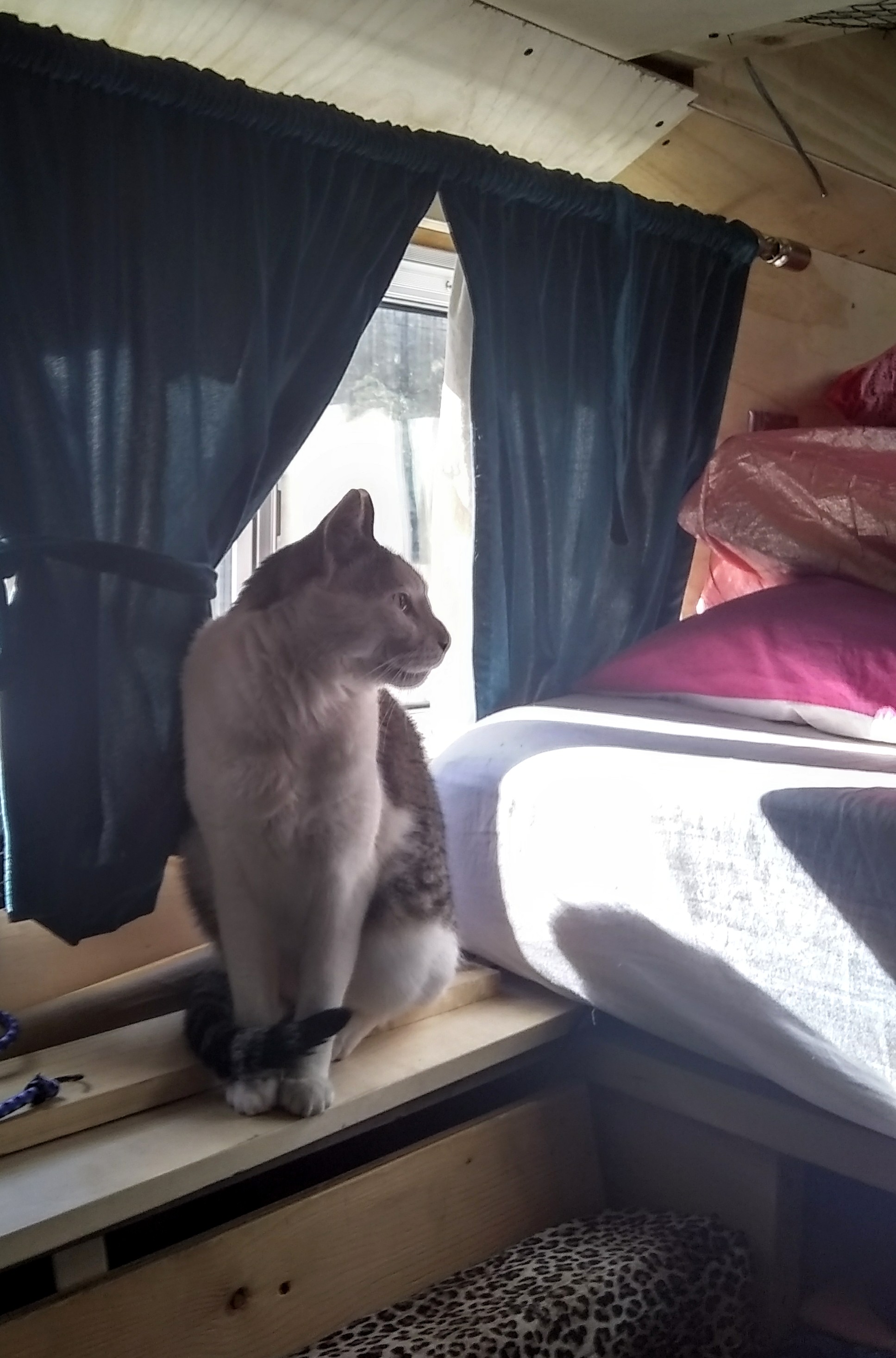 Catlife 5.jpg
