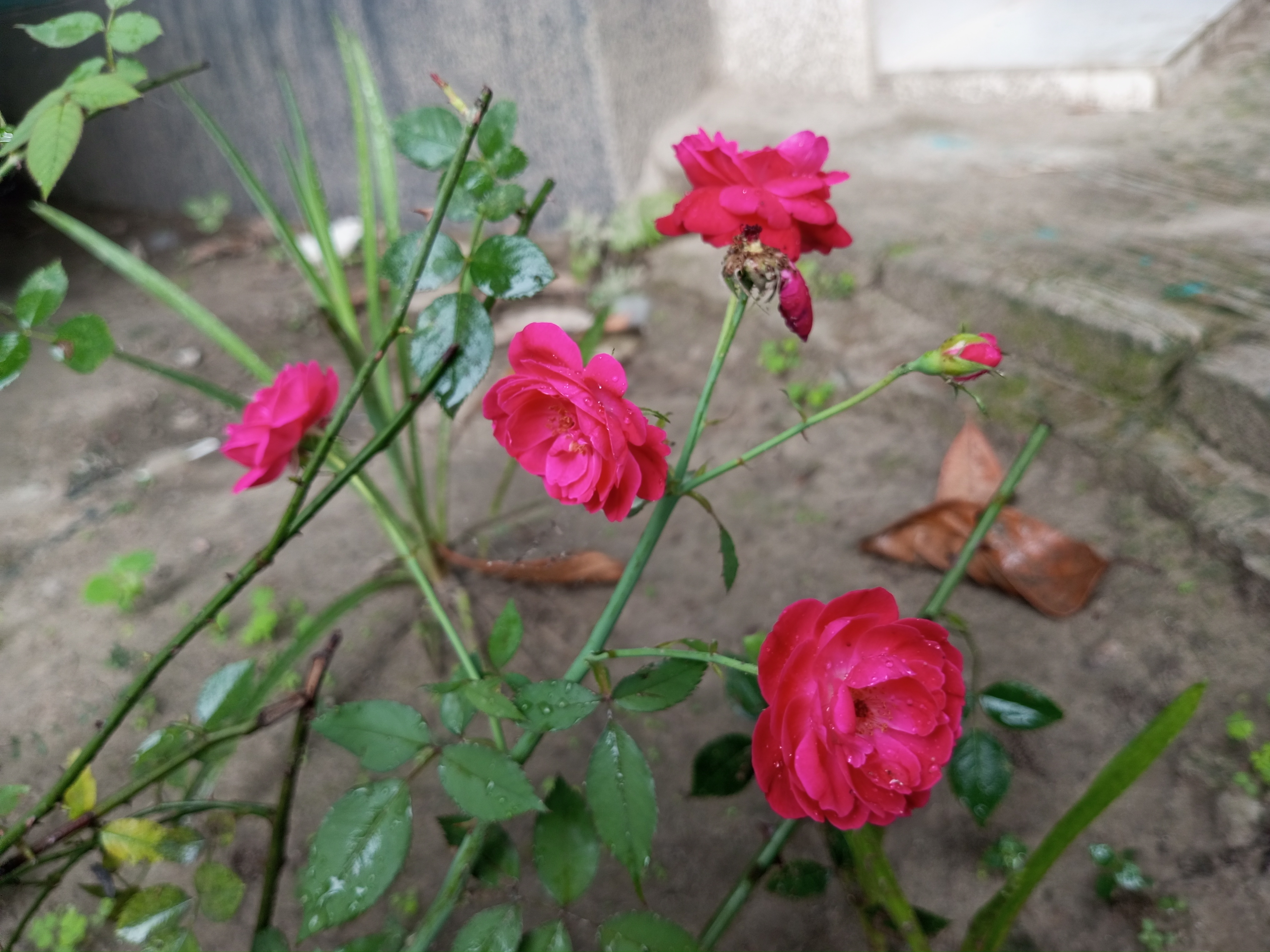 IMG_20260504_135619_593.jpg
