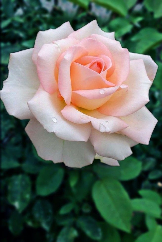image_downloader_1619510964467.jpg