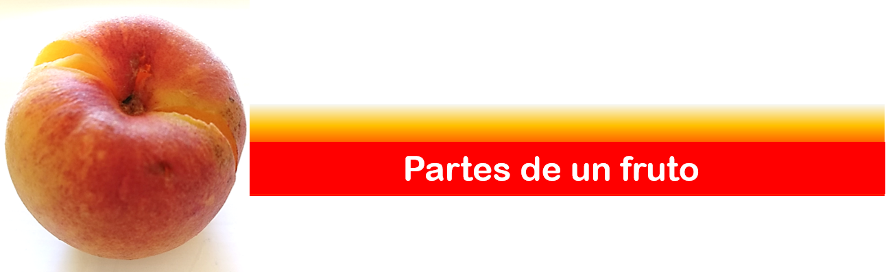 partees.png