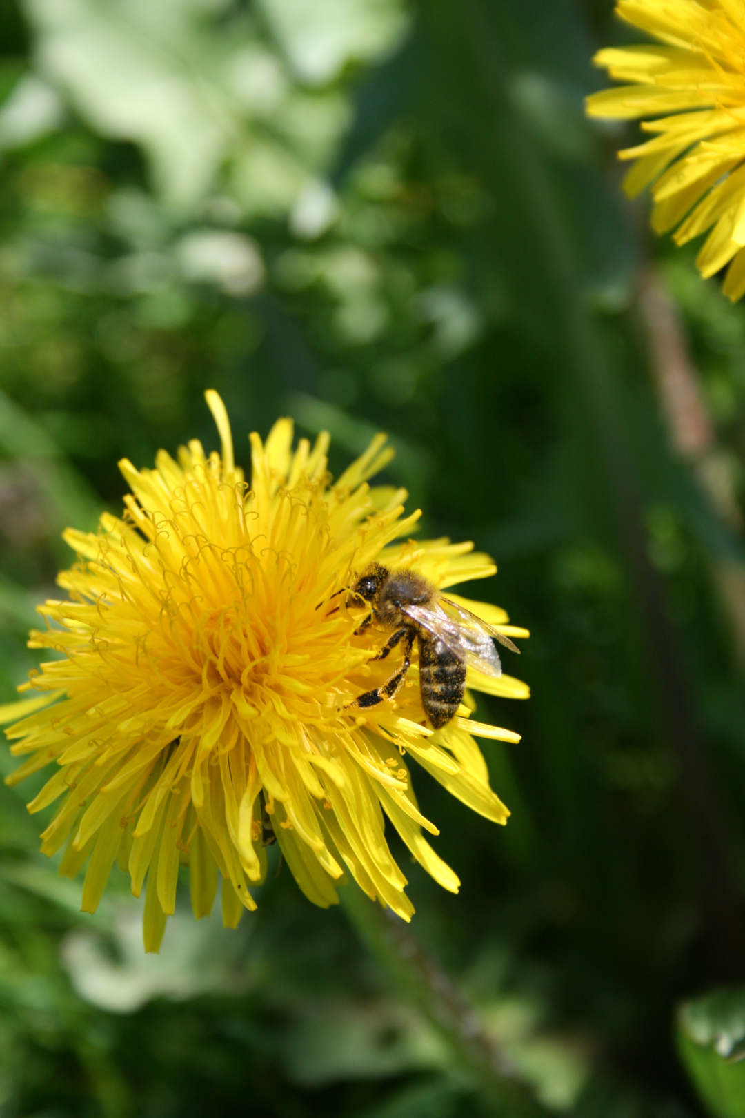 Bee on dandelion