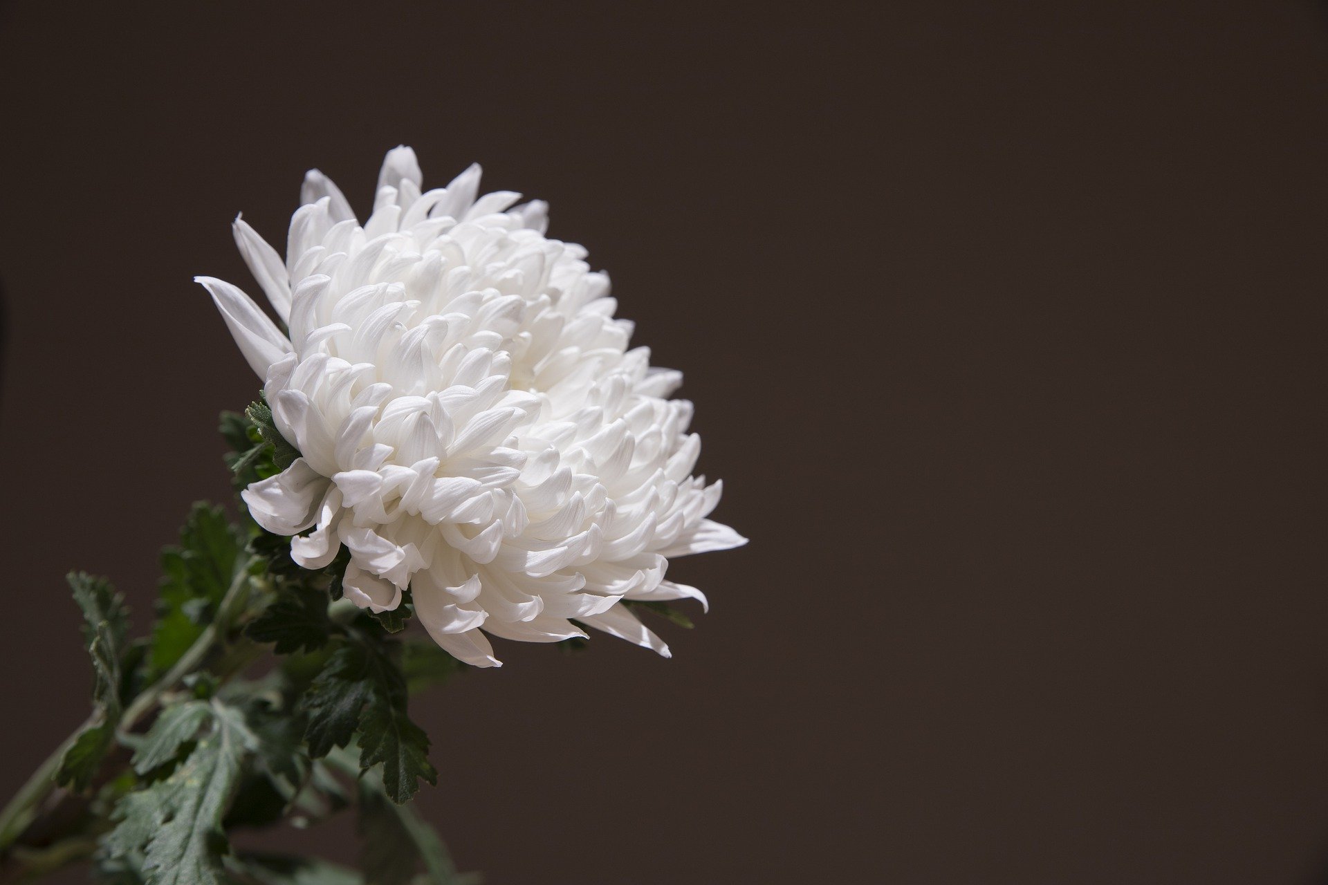 chrysanthemum-g88845dc71_1920.jpg