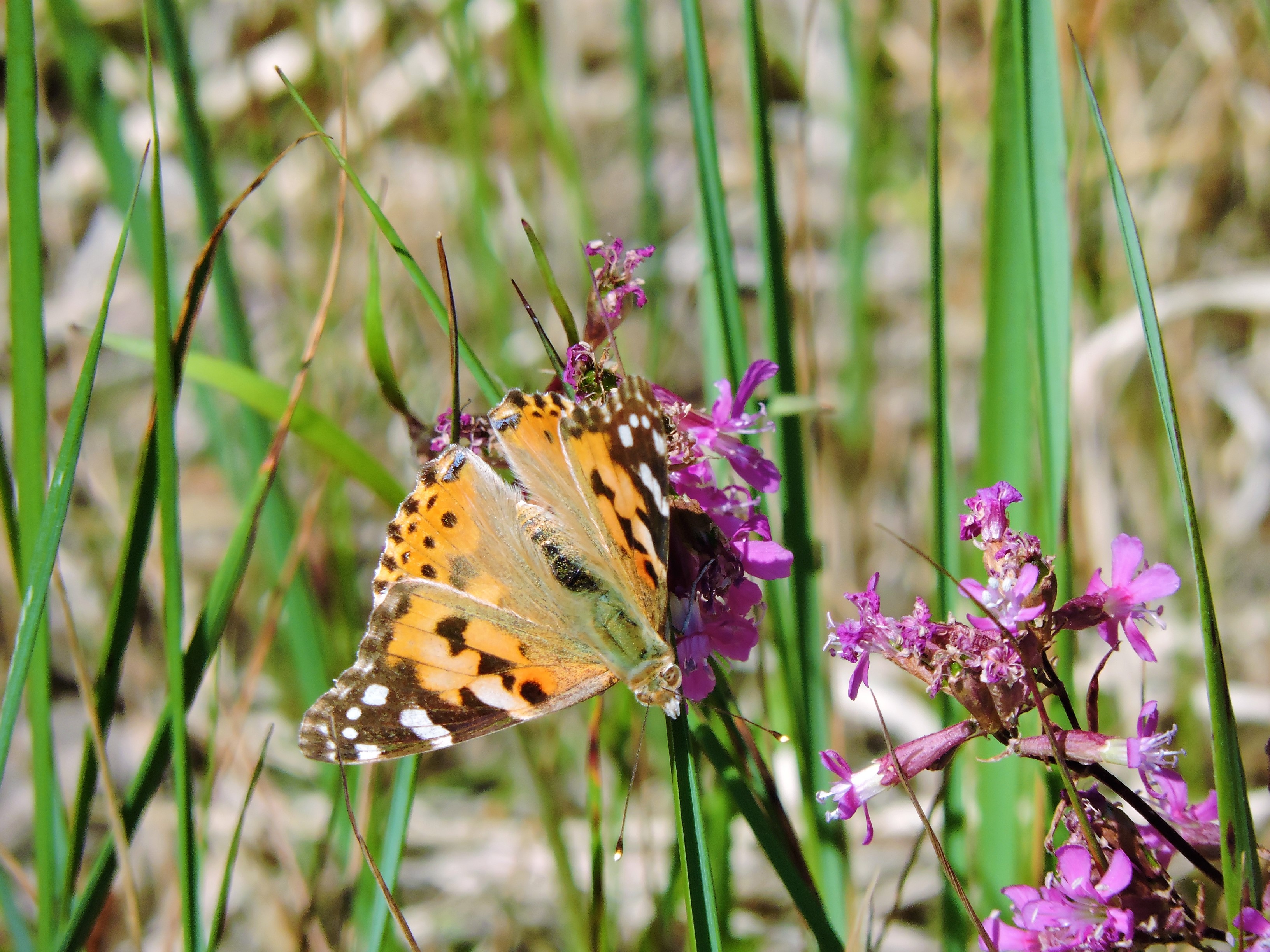 DSCN4663.JPG