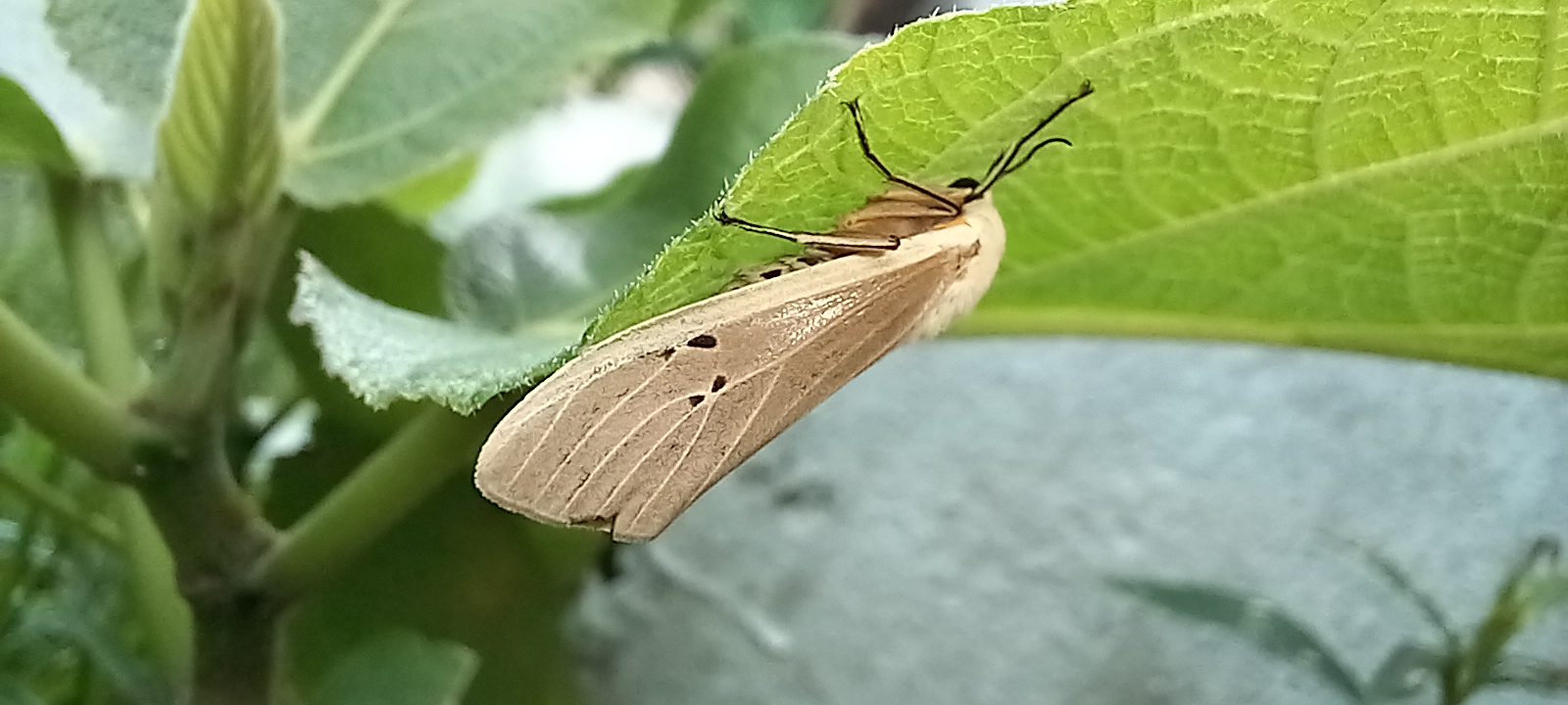 20250718_152740.jpg