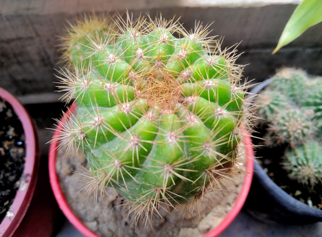 1000114410.jpg