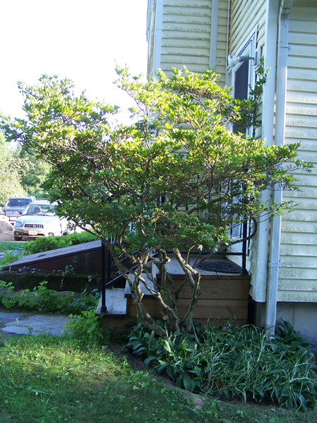 Old North - azalea pruned crop July 2019.jpg