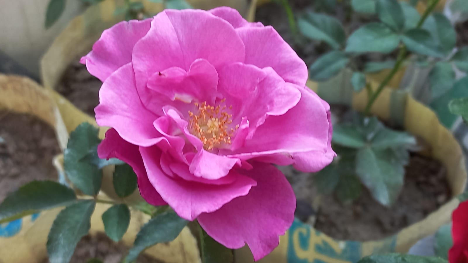 Rose flower photography.