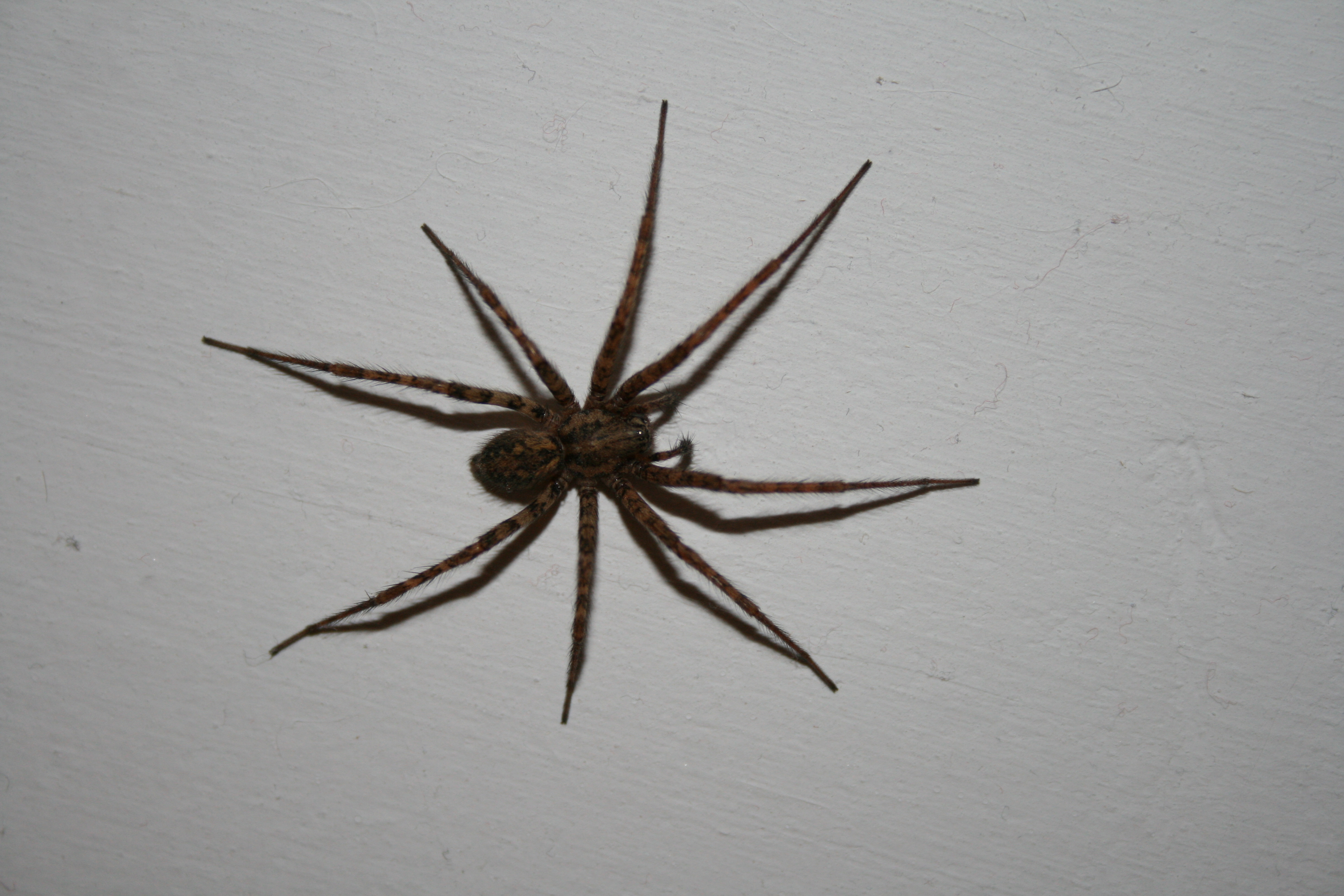 wall spider