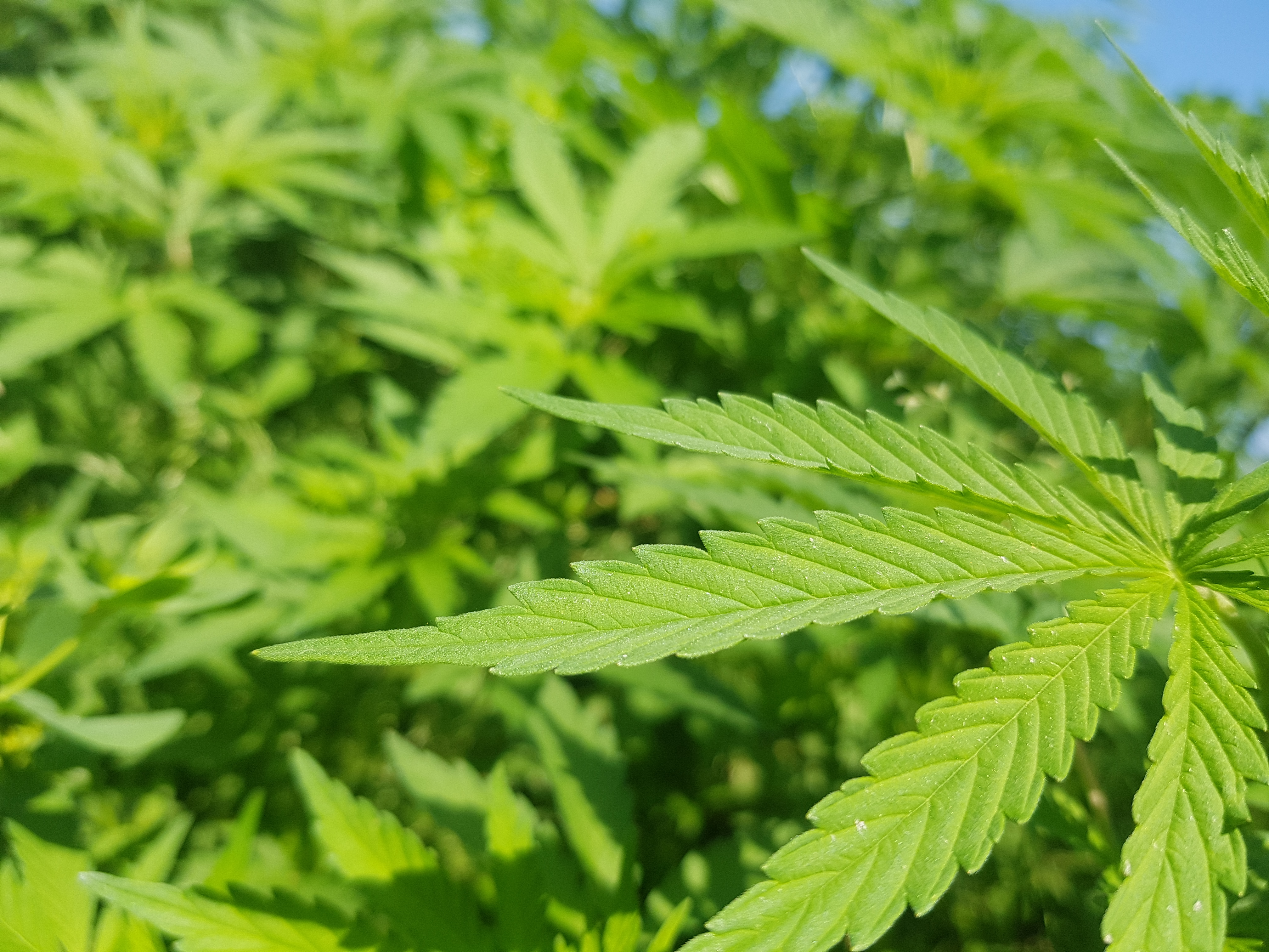 Marijuana (1).jpg