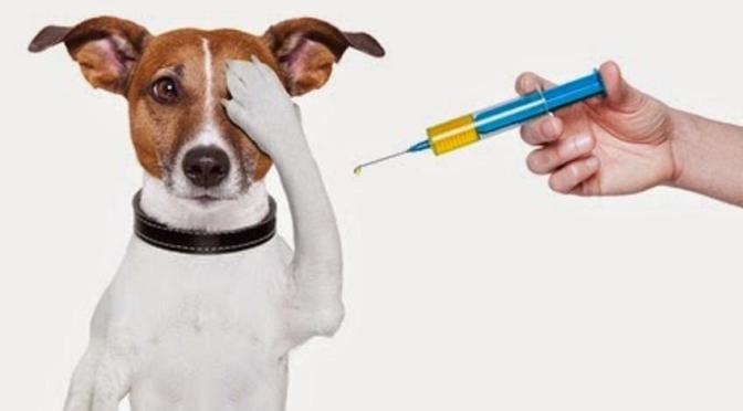 josé_c_paz_zoonosis_8787jhjhfr.jpg