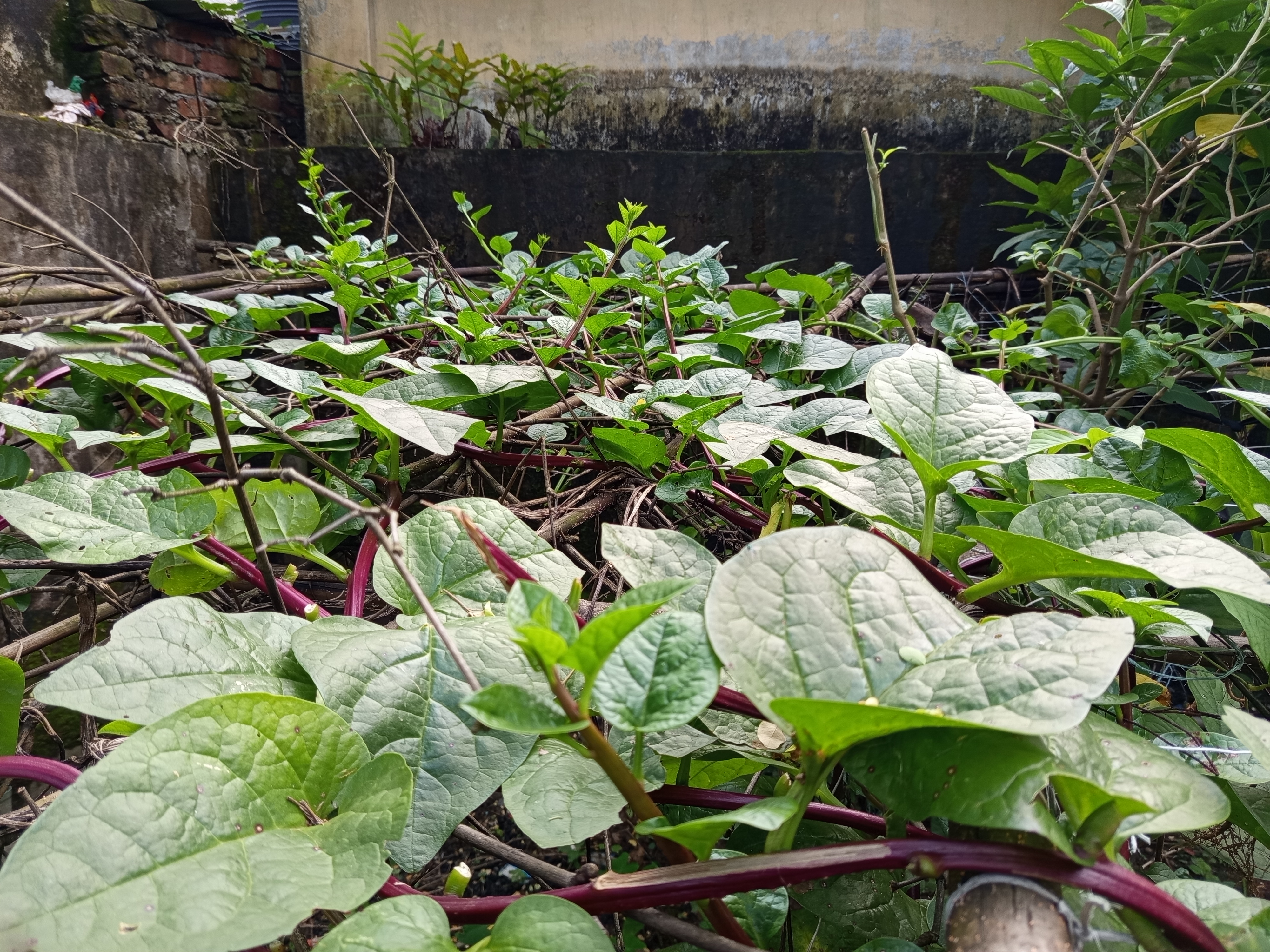 পুইশাক (7).jpg