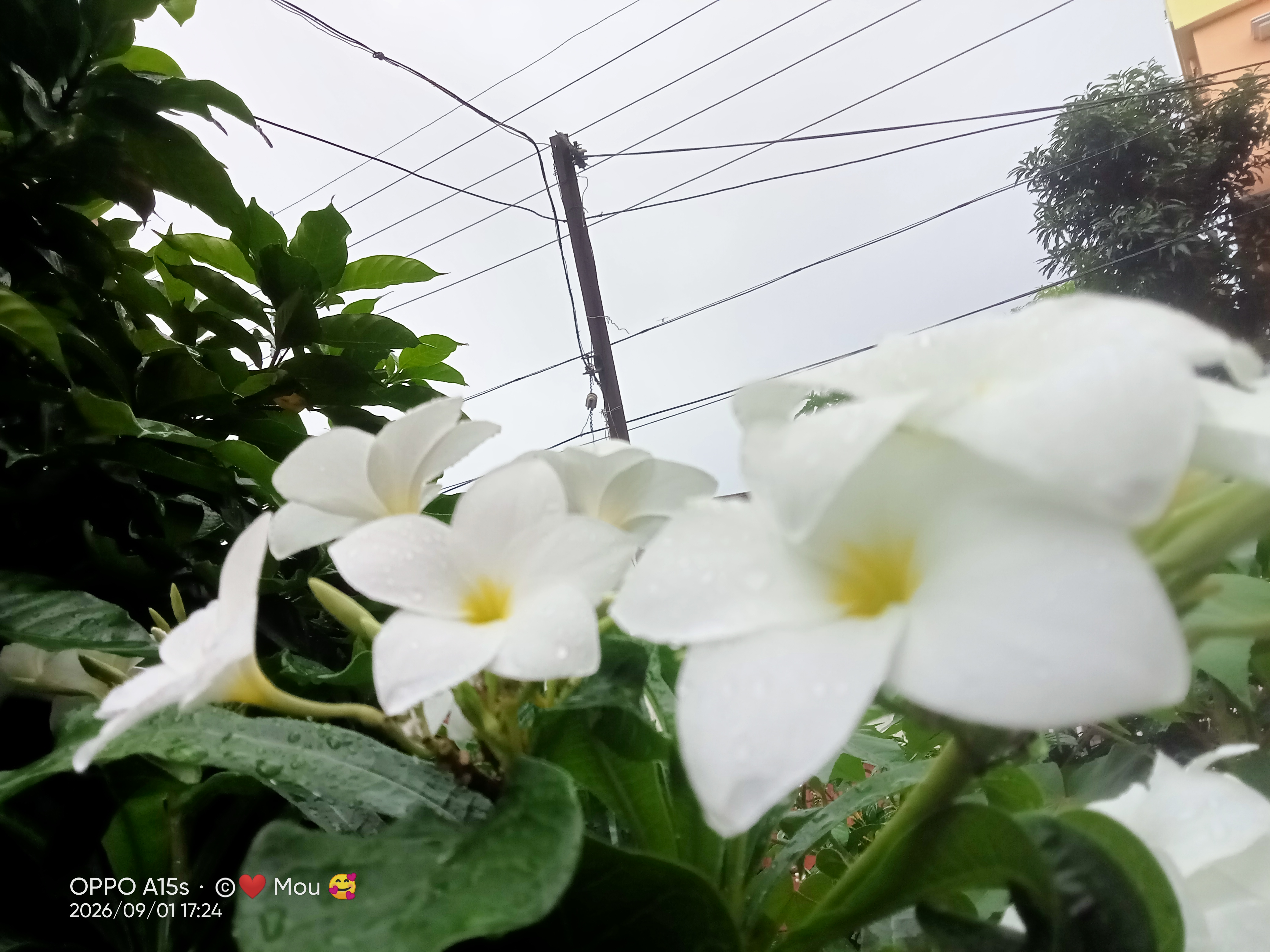 IMG20260901172409.jpg