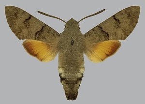 800px-Macroglossum_stellatarum_BMNHE813418_male_up.jpg