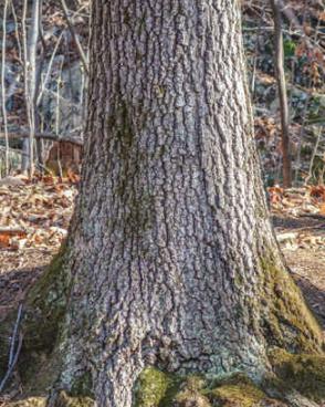 tree8.jpg